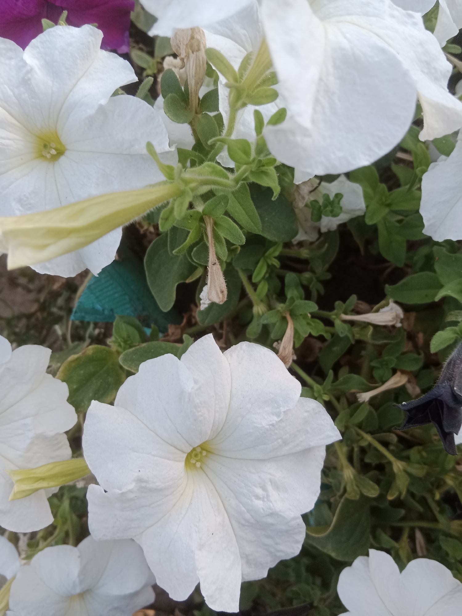 A close-up, top-down shot of white petunia flowers. The flowers are in bloom, with some petals slightly curled or crinkled. Green leaves and stems are visible throughout the image, along with a few dried brown seed pods. A hint of a purple flower is visible in the upper left corner. The scene appears to be outdoors, possibly in a garden or park, with a focus on the floral subjects. The location in Макаров ауылдық округі, Kazakhstan is not visually represented in the image.