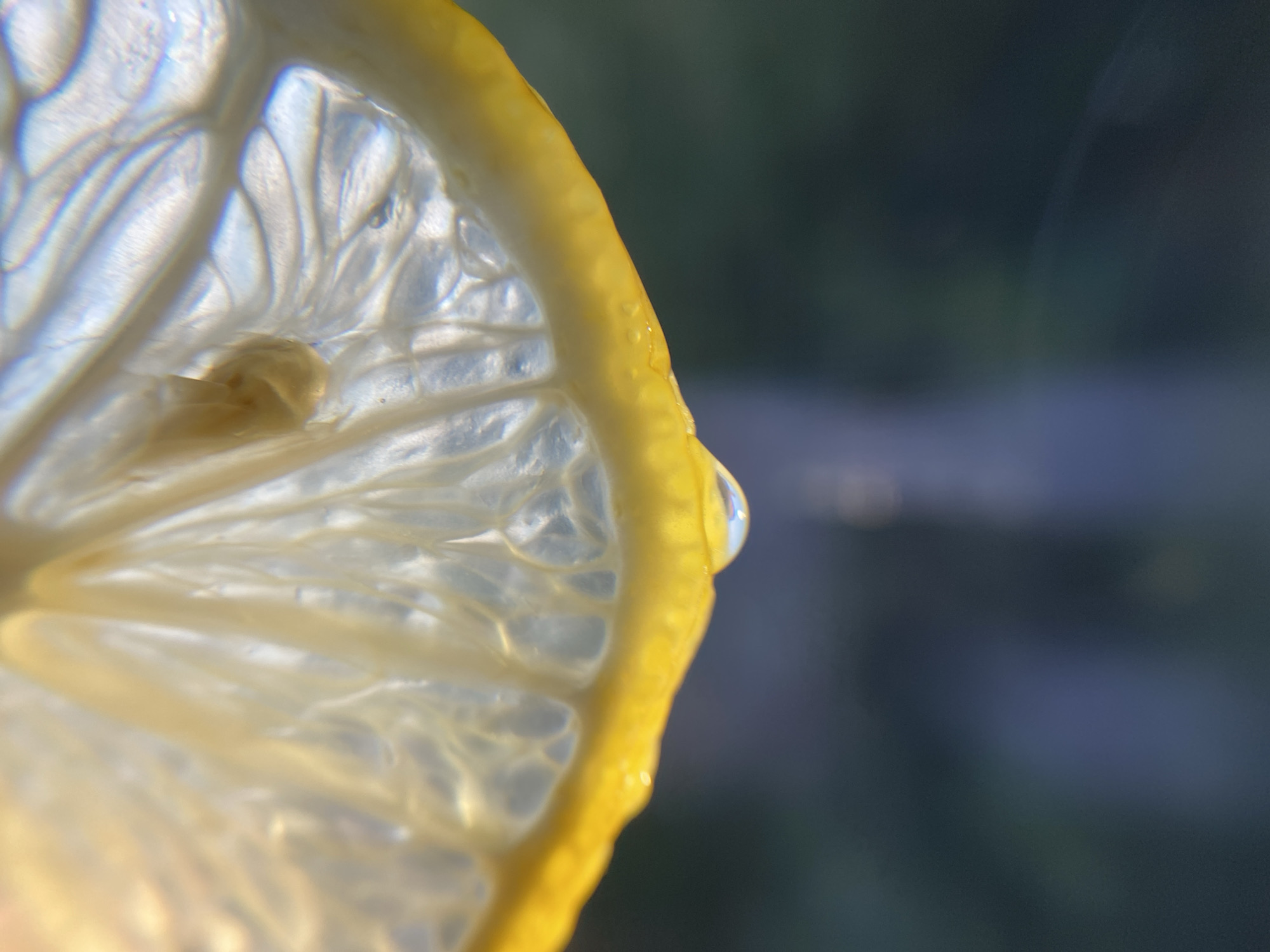 A close-up, macro shot shows a slice of lemon with a single drop of juice hanging from its rind. The lemon slice is translucent, allowing light to filter through its segments and creating a luminous effect. The rind is a vibrant yellow, with a slightly irregular edge. The background is a blur of dark greens and blues, suggesting an outdoor setting, possibly foliage. The image is well-lit, highlighting the texture and detail of the lemon.