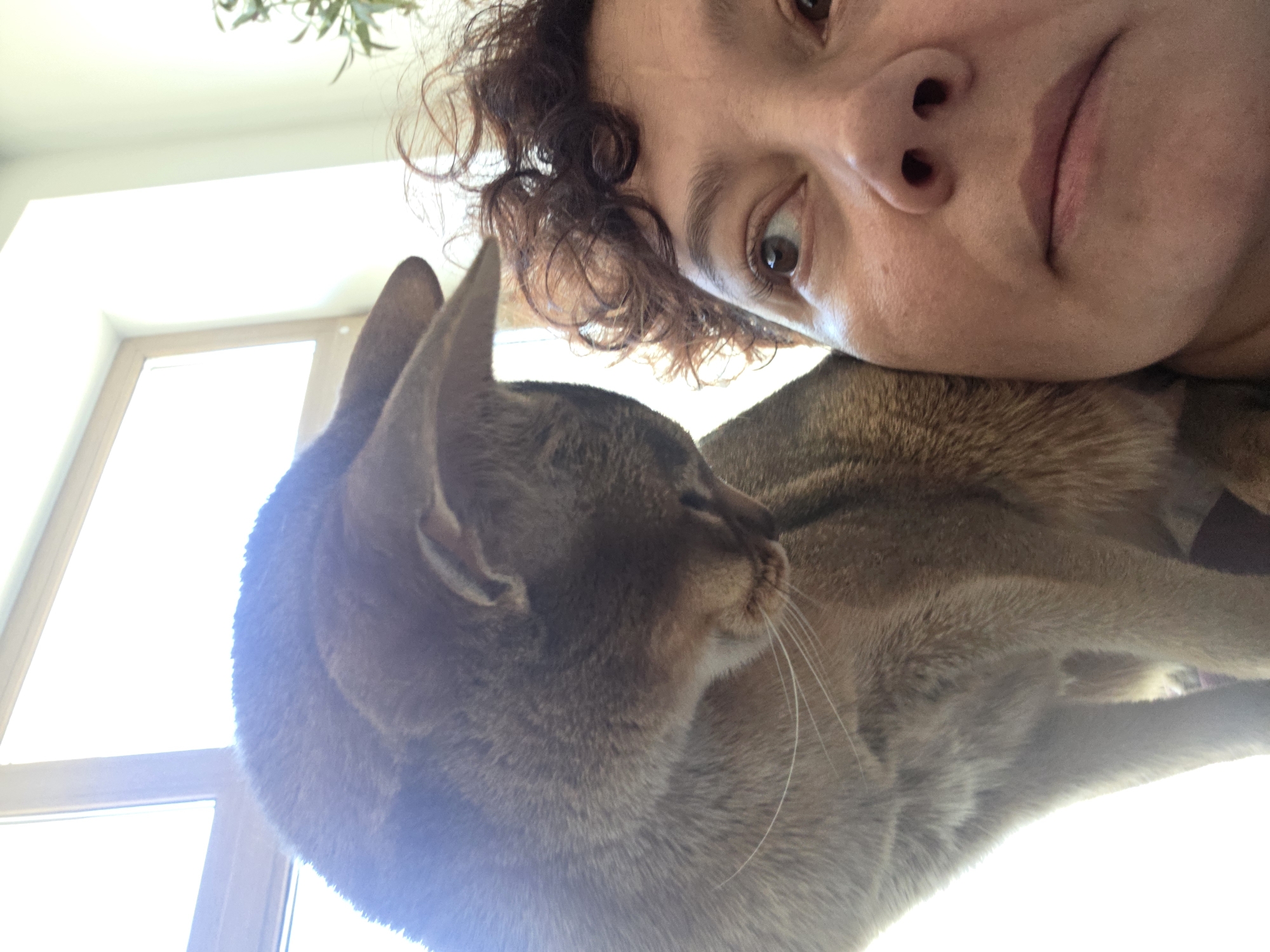 A person with brown curly hair and brown eyes is photographed in a close-up, sideways selfie with a gray Abyssinian cat. The person's face is positioned above the cat, with their cheek resting on the cat's back. The cat is lying down. A window with bright light is visible in the background, indicating an indoor setting. There are no identifiable landmarks or features to suggest a location in Saint Petersburg, Russia.