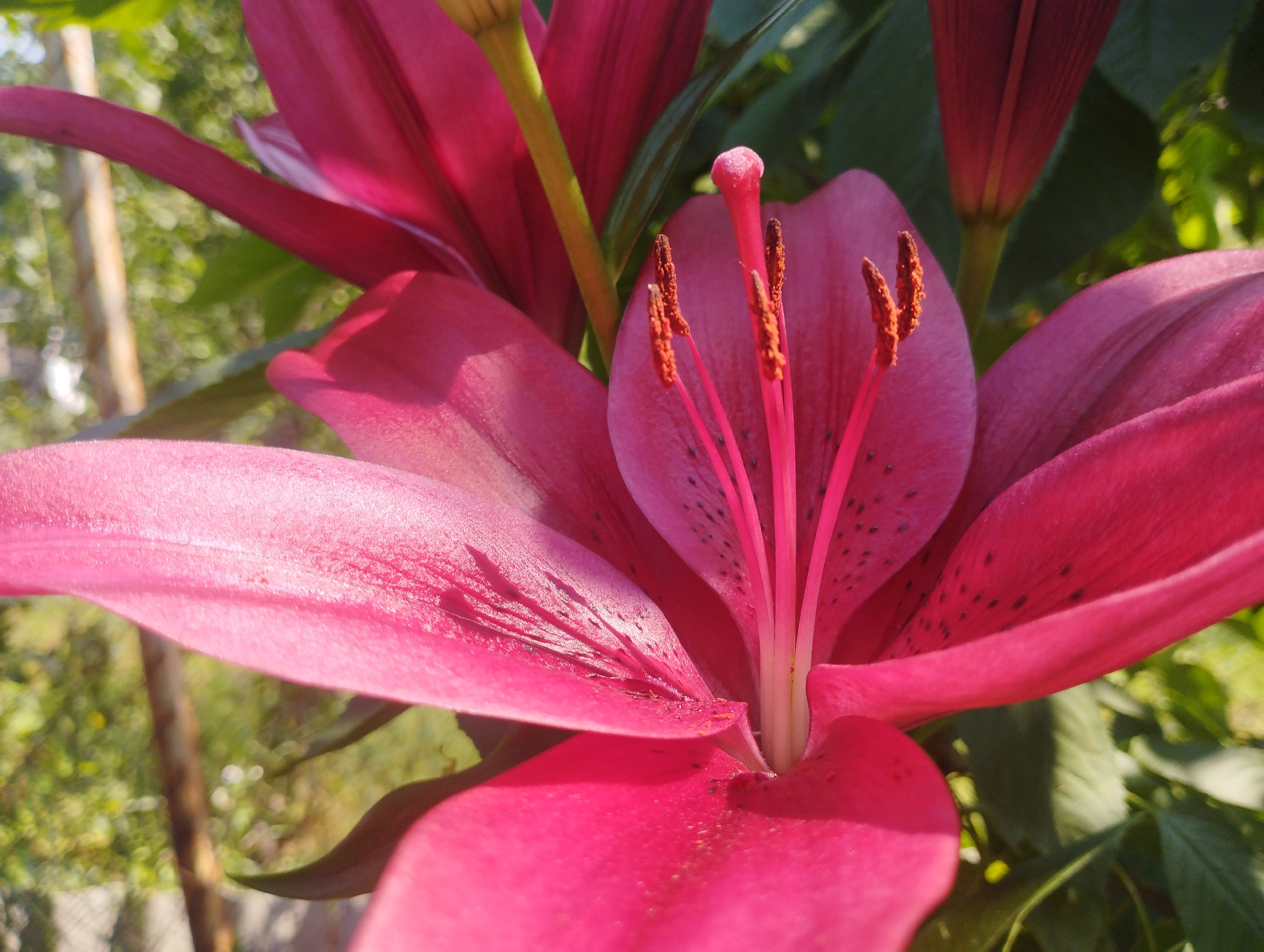 This is a close-up, eye-level, outdoor photograph of a vibrant pink lily flower. The lily is in full bloom, with its petals unfurled, revealing the intricate details of its stamen and pistil. The flower's color is a deep, rich pink, with some petals showing lighter pink hues and dark speckles. The stamens are a contrasting reddish-brown, topped with small, fuzzy anthers.
The background is softly blurred, suggesting a natural, garden-like setting. Hints of green foliage and what appear to be other lily buds or flowers are visible, along with a wooden stake, possibly supporting the plant. The lighting indicates it's a sunny day, with the sunlight casting subtle shadows and highlighting the delicate textures of the flower. The overall impression is one of natural beauty and the flourishing of a garden. The location context provided is Baryshivka, Ukraine. There is no visible text in the image.