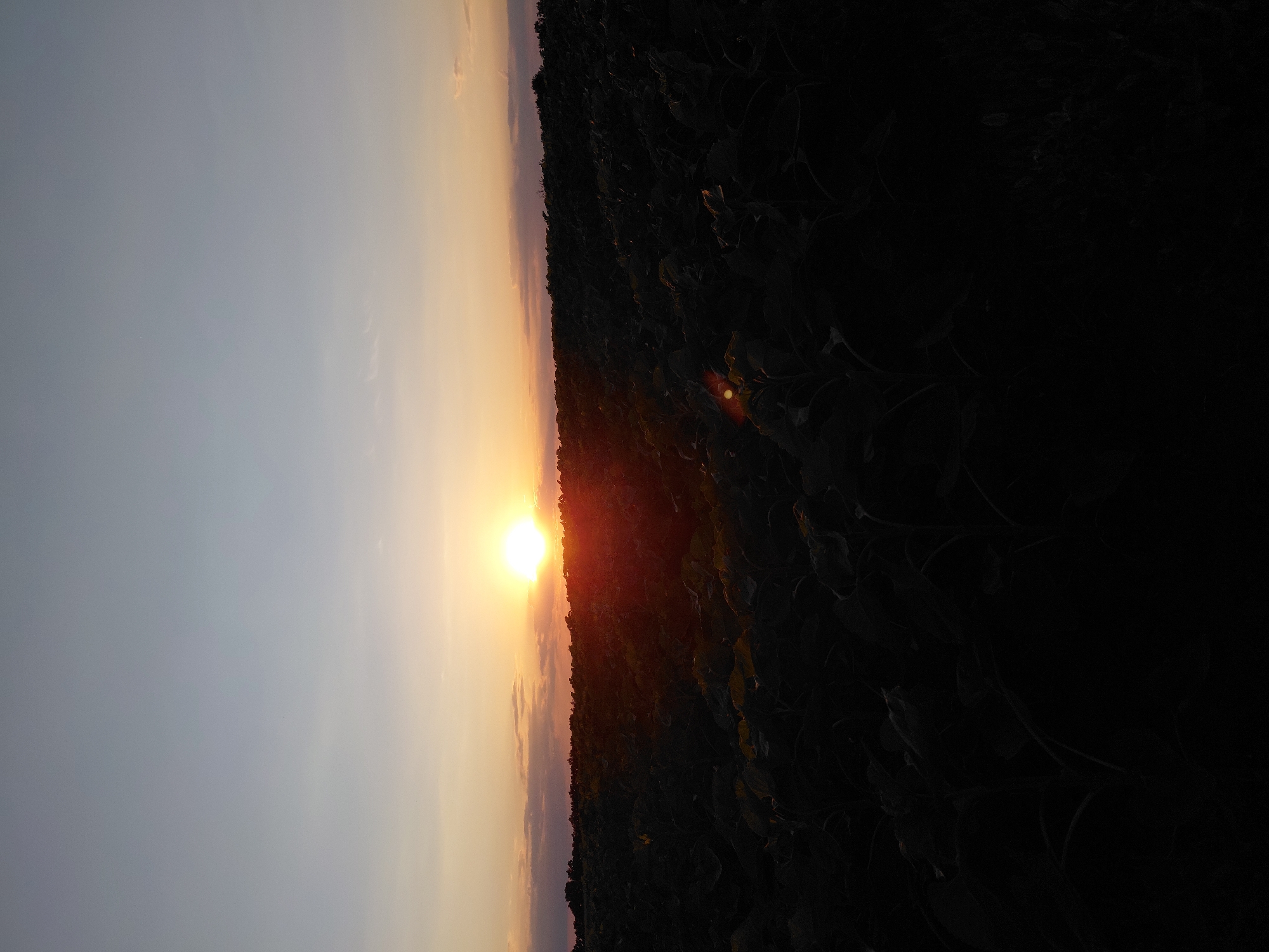 This image captures a sunset over a field of sunflowers in Ustyvytsia, Ukraine. The sun, a bright, glowing orb, is positioned low on the horizon, casting a warm, orange-yellow light. It is partially obscured by wispy clouds, which are tinged with pink and orange from the setting sun. The sky above transitions from a pale blue near the horizon to a deeper blue as it ascends.
In the foreground, a dense field of sunflowers stretches across the frame. The plants are in silhouette against the brighter sky, appearing as dark, leafy masses. The heads of the sunflowers are not clearly visible due to the low light conditions and the angle of the shot. Some faint reflections of the sun can be seen on the leaves, indicating the presence of dew or moisture. The overall impression is one of a peaceful, natural scene at the end of the day. There are no visible people or structures in the image. The environment is rural, characterized by the expansive agricultural field.