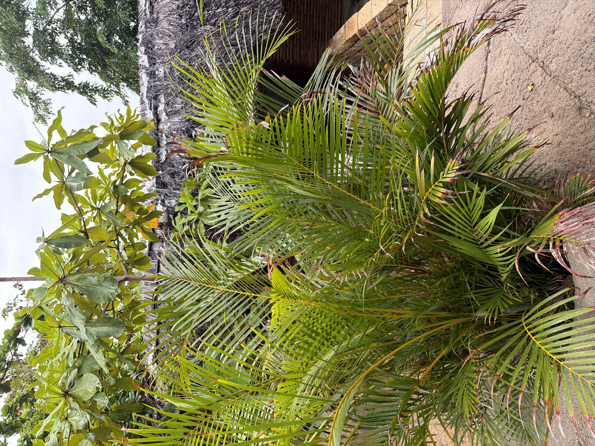 In Nha Trang, Vietnam, a cluster of lush green palm fronds dominates the foreground, with some fronds exhibiting reddish-brown tips, suggesting they are drying or damaged. Behind the palms, a thatched roof structure is visible, partially obscured by the foliage. Above the roof, the large, waxy leaves of another tree are seen, some appearing damp. The ground beneath the palm is sandy and uneven. The overall scene suggests an outdoor, tropical environment.