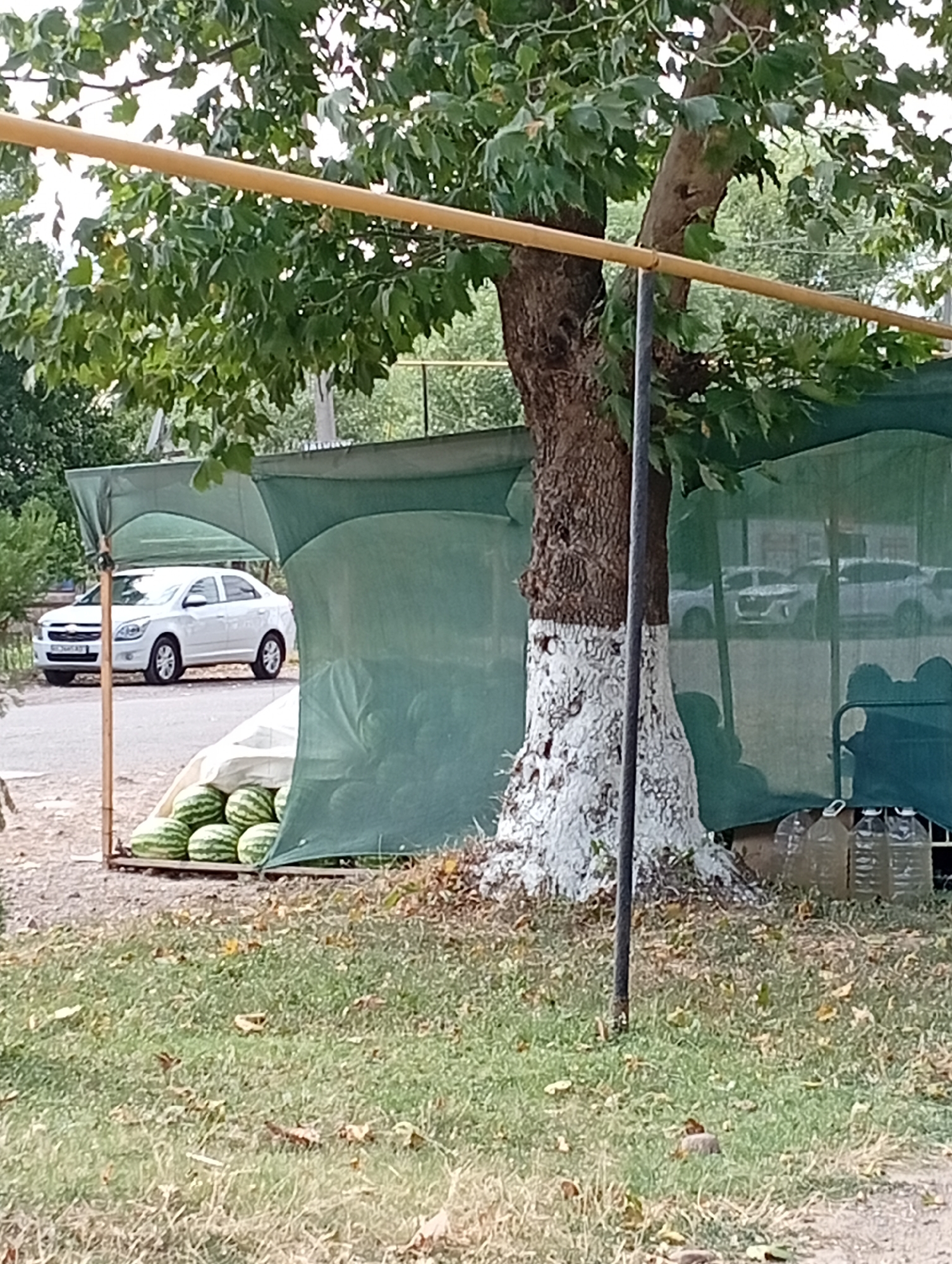 A temporary market stall is set up outdoors under a large tree with green foliage and a brown trunk, the base of which is painted white. The stall has a green tarp roof supported by a yellow pole. In front of the stall, a pile of watermelons is visible. To the left of the stall, a white sedan is parked on the side of a road. Behind the stall, more watermelons are visible, along with several large plastic bottles. The ground is covered in grass and fallen leaves. The setting appears to be a street or roadside location in Angren, Uzbekistan.