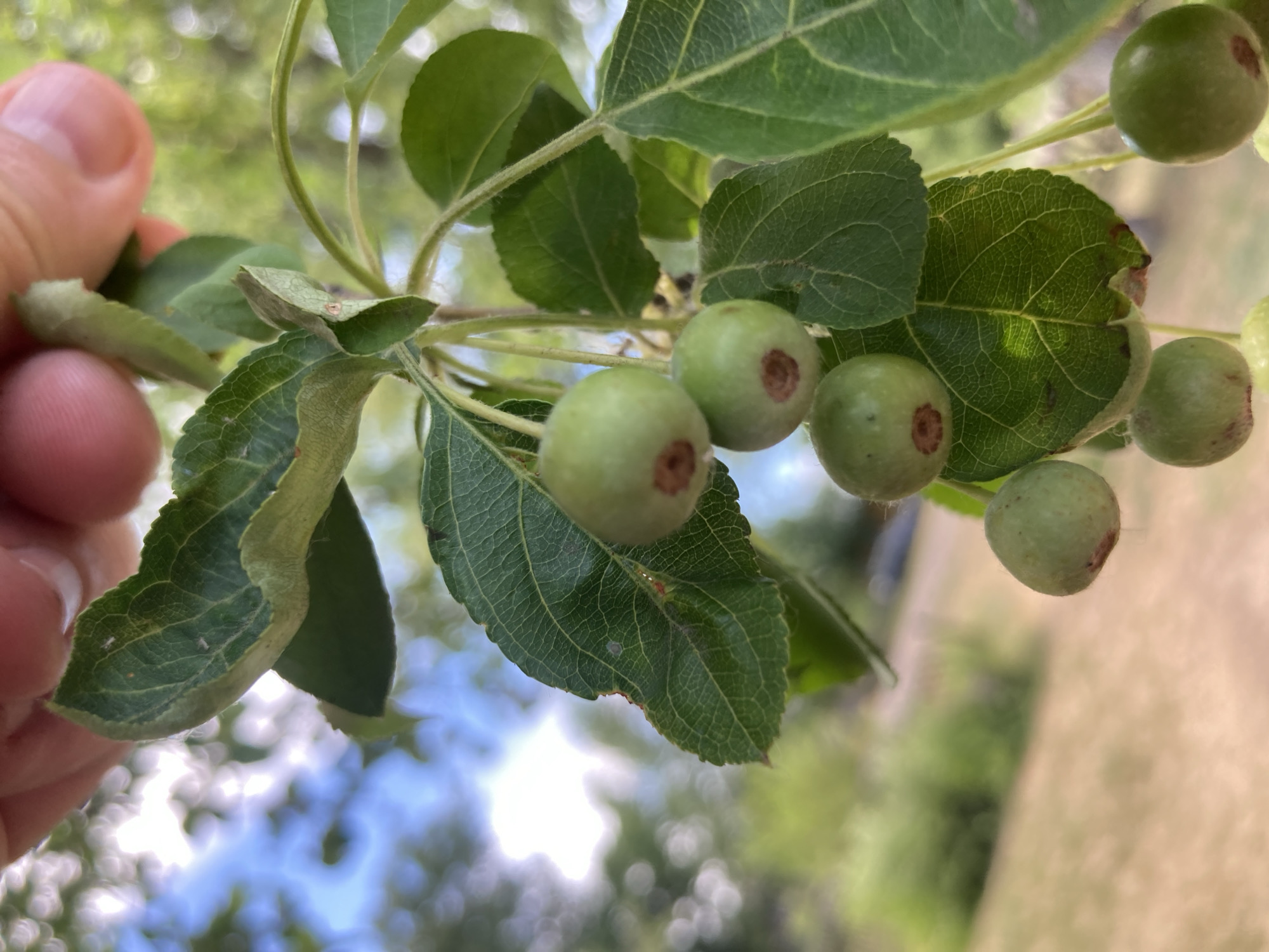 A close-up, eye-level shot focuses on a cluster of small, green, immature crabapples hanging from a branch. The crabapples are round with slight indentations where they attach to the stem, and some show reddish-brown spots. Several green leaves, veined and serrated, surround the fruit. The background is blurred, revealing a dappled sky with bright sunlight filtering through foliage, suggesting an outdoor setting. The lower portion of the image shows a muted ground of dry grass and some out-of-focus greenery, hinting at a park or garden environment. A human finger is visible at the top of the frame, lightly touching one of the leaves, indicating human interaction with the plant. The scene is likely in Ракиты, Russia, given the context of the prompt.