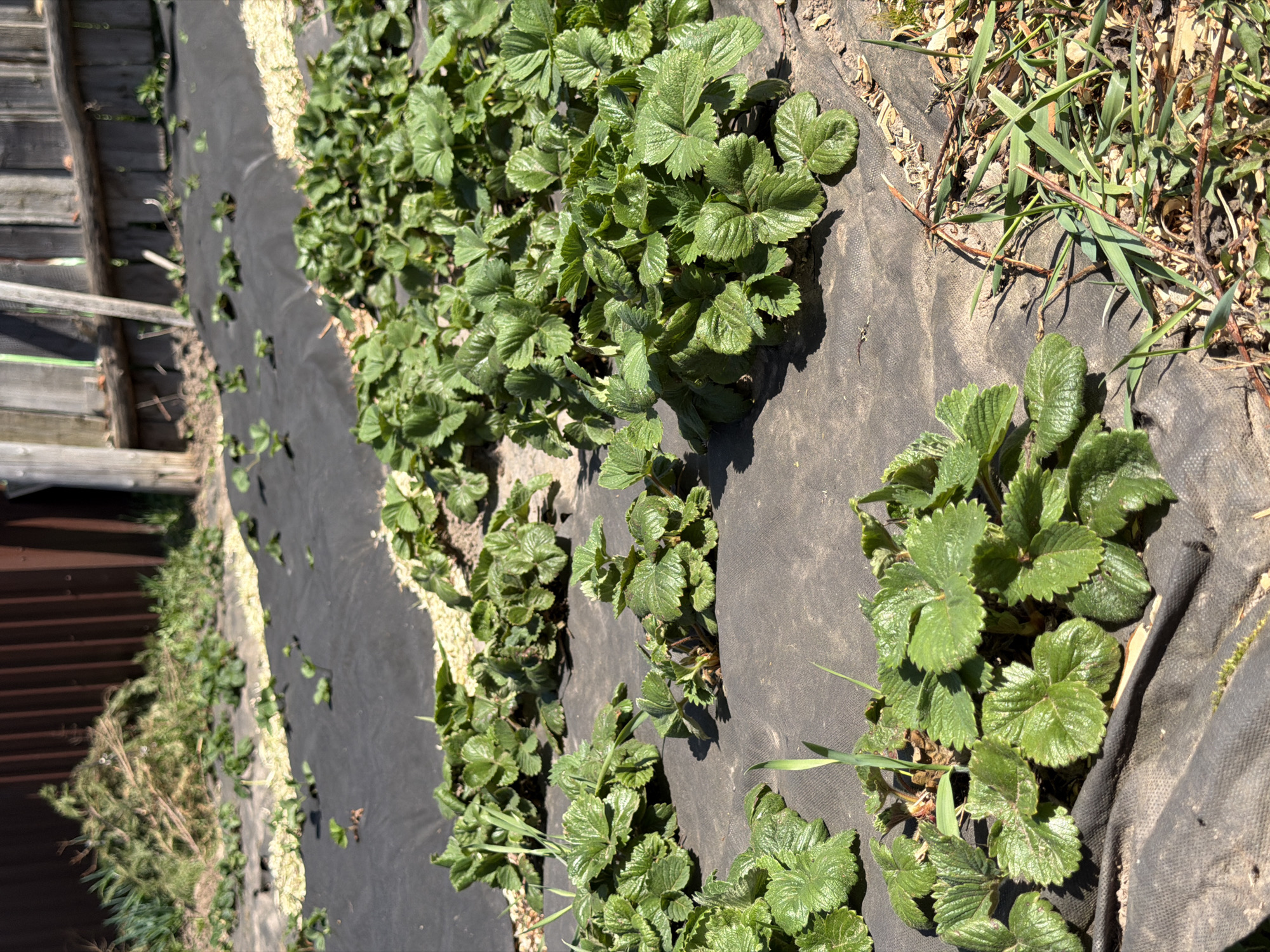 The image shows a garden bed in Ol'khovo, Russia. Rows of strawberry plants are growing through slits in black weed barrier fabric. Small pebbles or gravel are visible along the edges of the fabric. A wooden fence is partially visible on the left side of the image. There are patches of grass and other vegetation growing along the edges of the weed barrier. The image is taken in daylight.