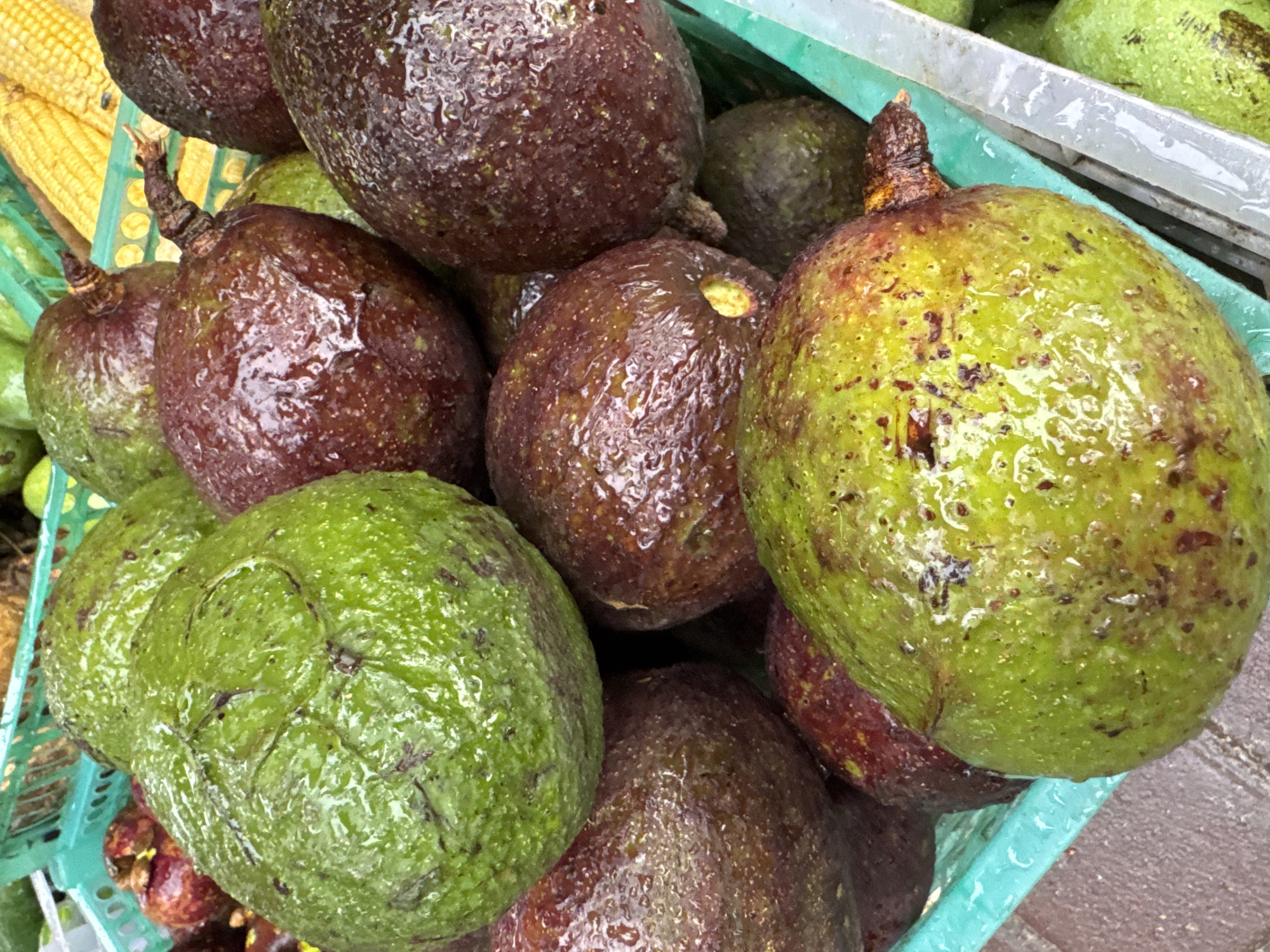 A close-up, high-angle shot captures a vibrant pile of fresh avocados within a light green plastic market basket. The avocados, numerous and varied in color, are glistening with water droplets, suggesting they have either been recently washed, sprayed with water to maintain freshness, or exposed to rain or dew.
The avocados display a range of ripeness, with some appearing a dark purplish-brown, indicating they are ripe, while others are a bright, firm green. Many of the avocados still retain their short, dried stems. The textured skins of the avocados are clearly visible, accentuated by the reflective water beads.
In the upper left background, part of a yellow corn cob can be seen, partially obscured by the avocados, hinting at other produce on display. The overall setting is consistent with an outdoor market stall, likely in Kuta, Indonesia, where fresh fruits and vegetables are sold. No people or visible text are present in the image. The scene conveys the fresh and natural state of the produce, ready for purchase.