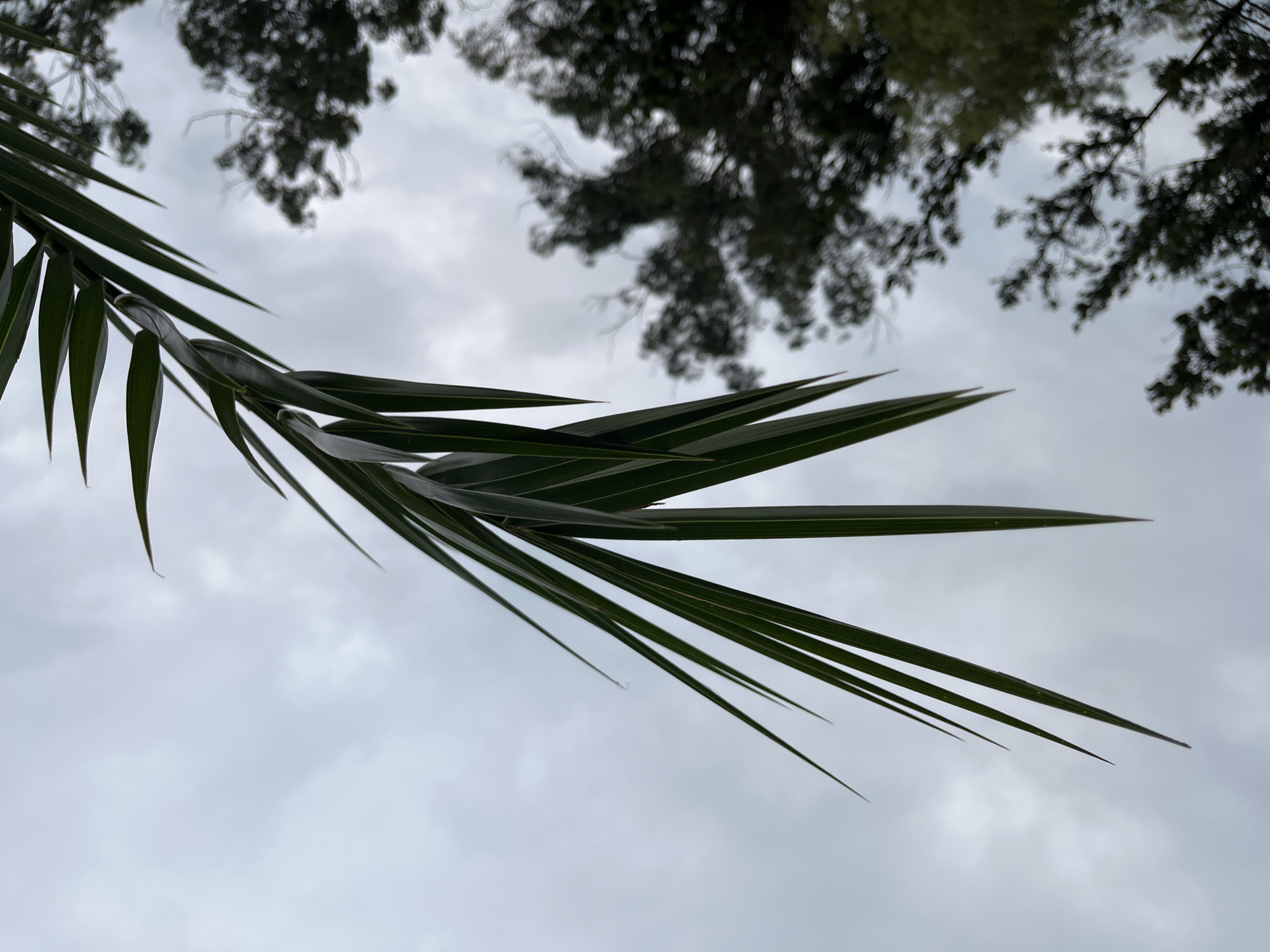 In Ureki, Georgia, an outdoor, low-angle shot captures a cluster of palm fronds against a muted, overcast sky. The fronds, dark green and sharply pointed, extend diagonally from the upper right to the lower left of the frame, some appearing to be partially wet. In the background, the blurred silhouettes of trees are visible against the cloudy sky, suggesting a natural or park-like setting. The overall atmosphere is subdued, characterized by diffused light and a sense of impending or recent rain. There are no people or animals visible in the image.