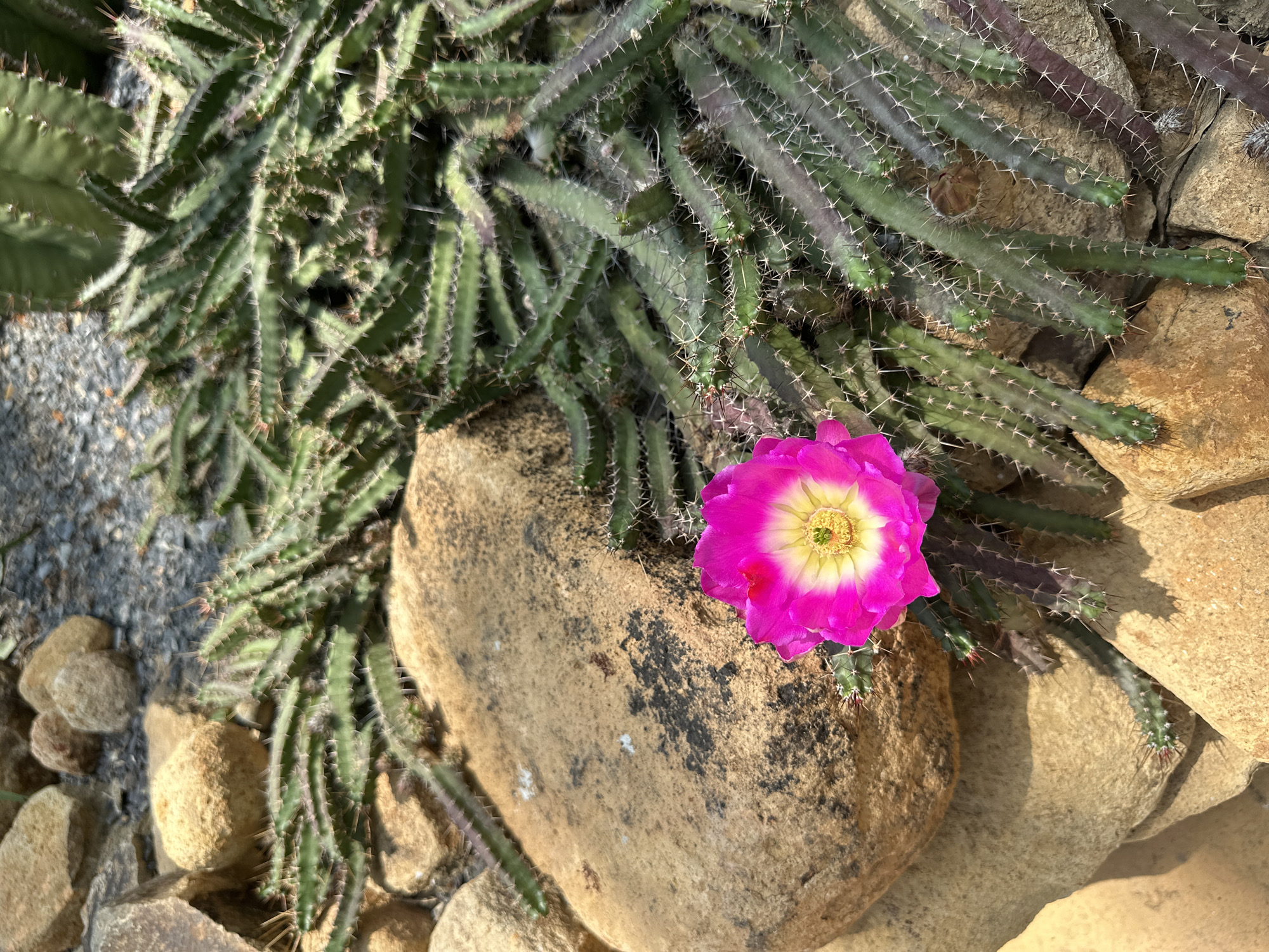 A vibrant close-up image captures a blooming cactus nestled among various rocks. The central focus is a single, large flower with striking magenta petals that transition to lighter pink and white towards its bright yellow and green center. This flower rests on a substantial, textured tan rock, which features dark, irregular markings.
Spreading out from behind and around the rocks are numerous green and purplish-green cactus stems. These stems are elongated, segmented, and covered with sharp, white spines, creating a spiky texture across much of the background. Some stems appear partially shaded, while others glisten in the sunlight.
The setting is a rocky, arid environment, with an assortment of natural stones. There are large, smooth tan rocks, as well as smaller, rougher stones and gravel, particularly visible in the upper-left and lower-left areas. The strong illumination and distinct shadows cast by the rocks and cactus suggest bright, direct sunlight, indicating a clear, sunny day. No people or text are visible in the frame. The image conveys a sense of rugged natural beauty and the resilience of desert flora.