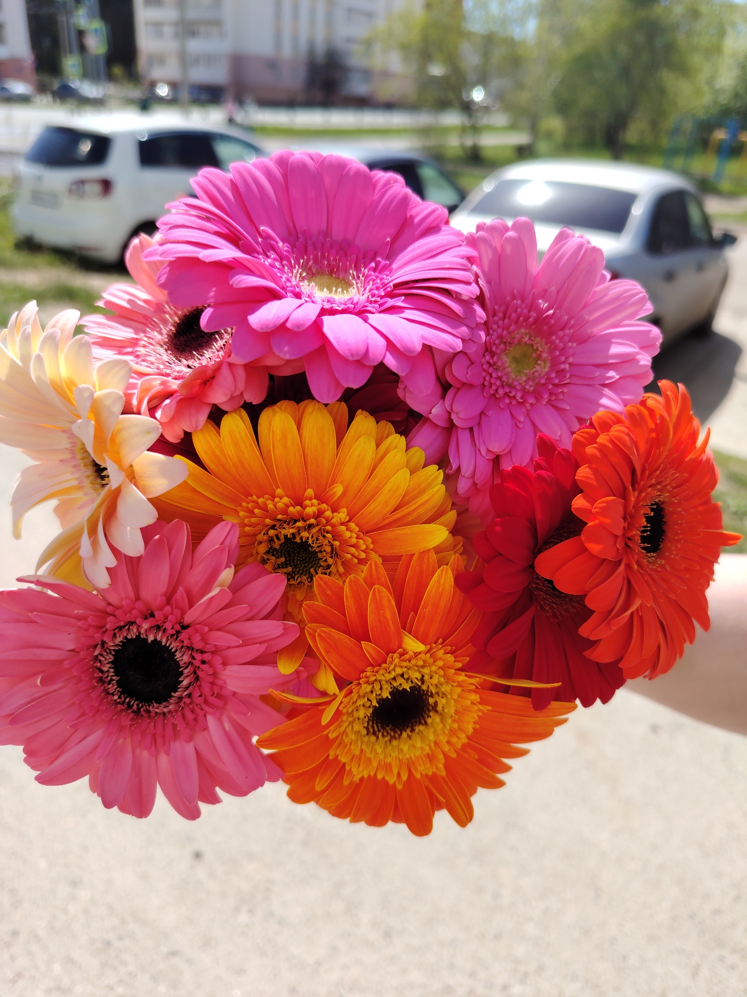 The image shows a bouquet of gerbera daisies with pink, orange, and red petals. The flowers are held up in front of a sidewalk in the city of Chaikovsky, Russia. There are two cars in the background, one white hatchback and one silver sedan. The location is outdoors on a sunny day.