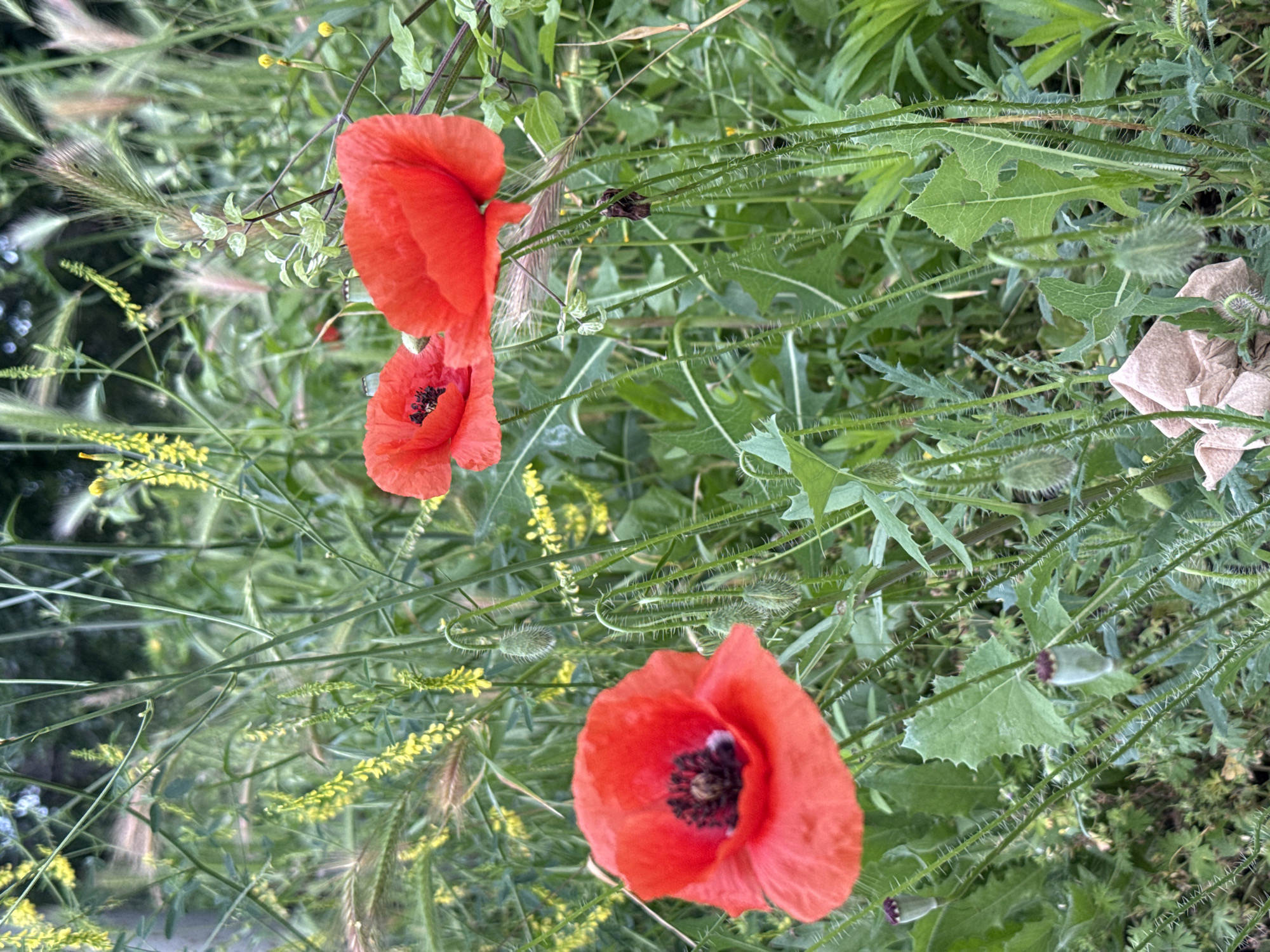This vertical image captures an uncultivated field of wild flora, situated in Pleven, Bulgaria. The primary subjects are three red common poppies (Papaver rhoeas) in full bloom, prominently displayed against a soft-focus background of diverse green vegetation and scattered yellow wildflowers.
The largest poppy is located in the lower left, exhibiting open, bright red petals and a dark, multi-lobed central stigma. Two additional open red poppies appear in the upper right quadrant, with one slightly overlapping the other, both also featuring dark centers.
The immediate foreground and mid-ground show several green, fuzzy poppy buds, some drooping, and distinct green seed pods with purplish tops. A crumpled, dried, light brown poppy remnant lies in the lower center.
The surrounding environment is characterized by a dense array of green stems and leaves, including serrated poppy foliage, intermingled with various other wild grasses and broadleaf plants. Clusters of small, bright yellow flowers on vertical stalks are visible, particularly in the upper left and mid-right background. Numerous wispy, light-brown and green grass seed heads contribute to the field's overgrown appearance.
The scene is bathed in natural, even light. No human figures or artificial structures are present.