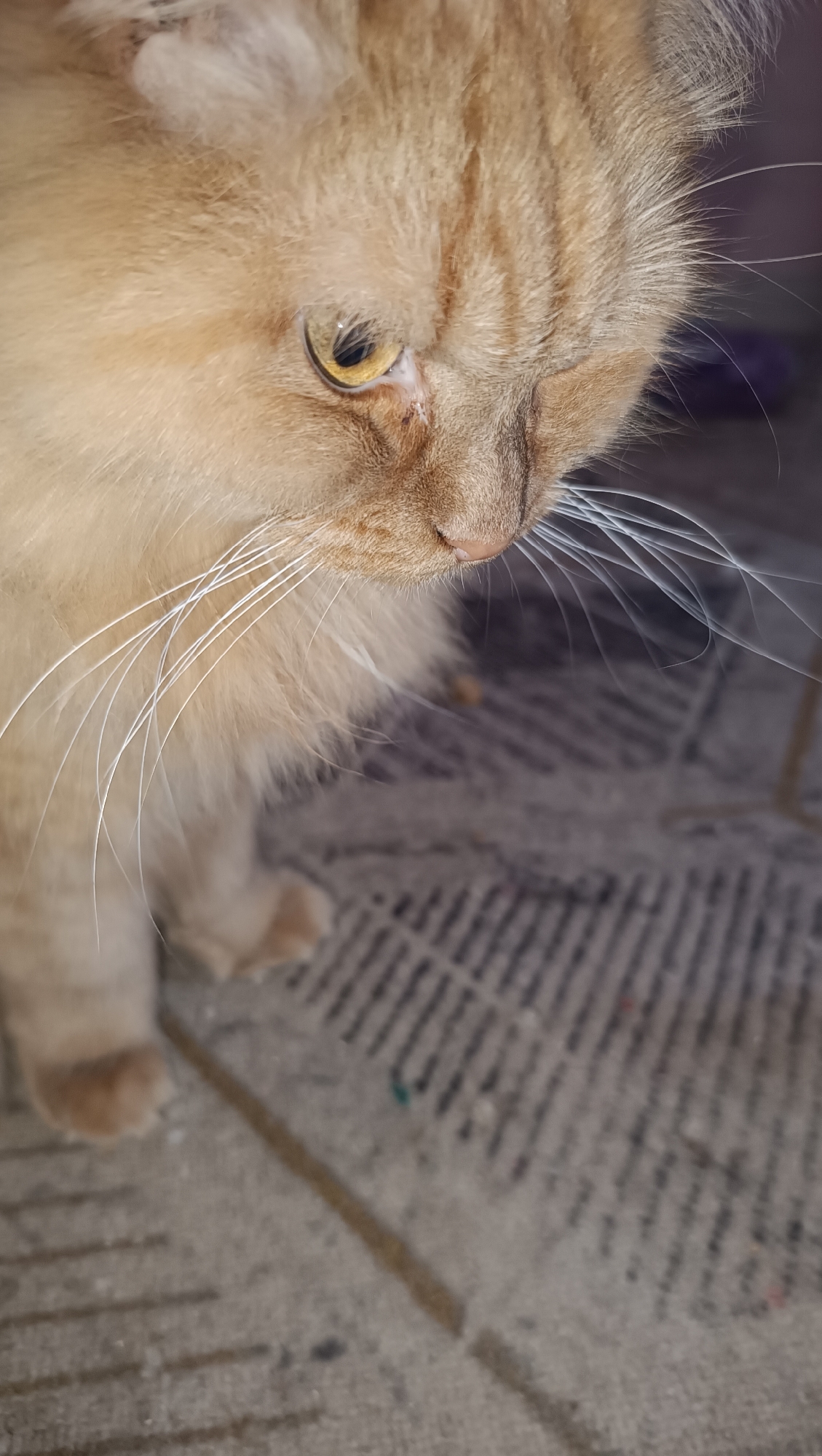A close-up, angled shot shows the face of a fluffy, light orange tabby cat. The cat's left eye, which is yellow and slit-pupiled, is visible and looking downwards. Its nose is pink, and long white whiskers extend outwards from its muzzle. The cat's fur is short on its face and longer around its neck and ears. The background consists of a textured, tiled surface, likely a floor, with a muted gray and beige pattern. The scene appears to be indoors or in a covered outdoor space. The cat is the sole subject in the frame. No specific location in Chaikovsky, Russia can be determined from the image.