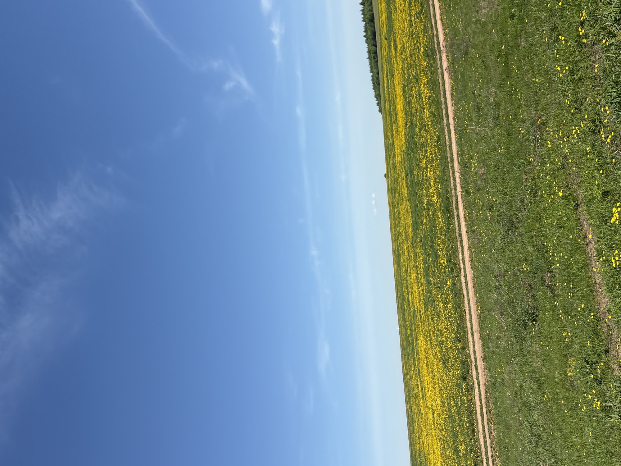 The image shows a landscape in Перевозное, Russia. The sky is a clear blue with a few wispy clouds. A field of yellow wildflowers stretches across the horizon, bordered by a dirt road. To the right of the road is a field of green grass dotted with yellow flowers. A line of trees is visible in the distance.