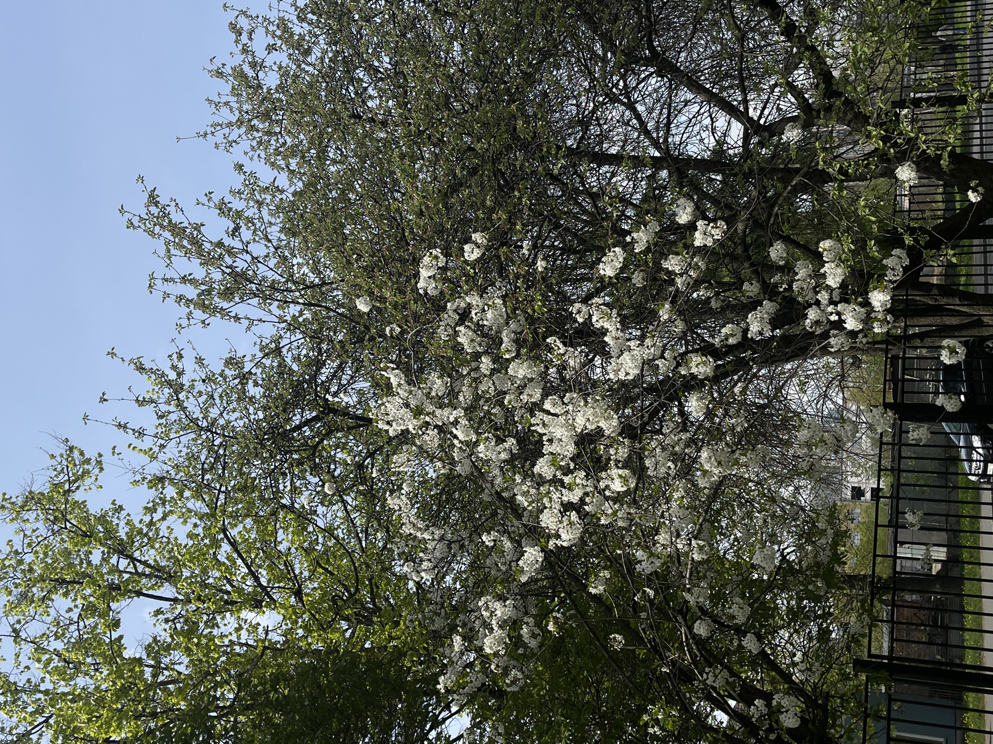 The image shows a flowering tree with white blossoms against a blue sky and green foliage. A black metal fence is visible on the right side of the frame, along with glimpses of buildings and possibly vehicles in the background. The photo was taken outdoors in daylight. Based on the available details, a specific location within Saint Petersburg, Russia cannot be determined with certainty.