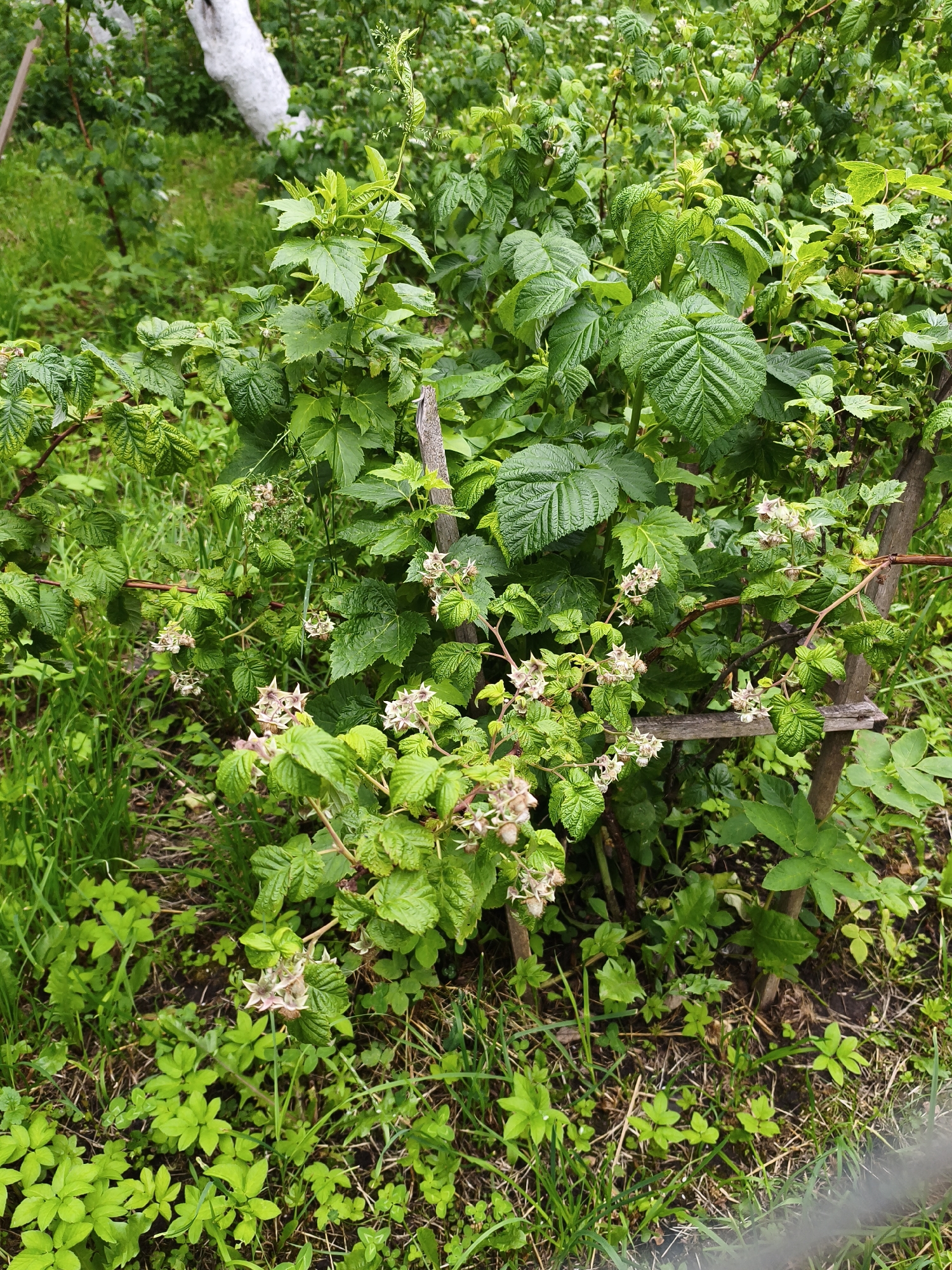 The image shows a close-up view of a raspberry bush with developing fruits and some blossoms, situated in a garden setting. The bush is lush and green, with several branches supported by wooden stakes. The ground around the bush is covered in grass and other low-lying green plants. In the background, a whitewashed tree trunk is visible, along with more greenery, suggesting a natural or cultivated outdoor environment. There are no people or animals present in the image. The overall scene depicts a healthy, growing plant in what appears to be a rural or suburban garden. The location is identified as Brodi, Latvia.