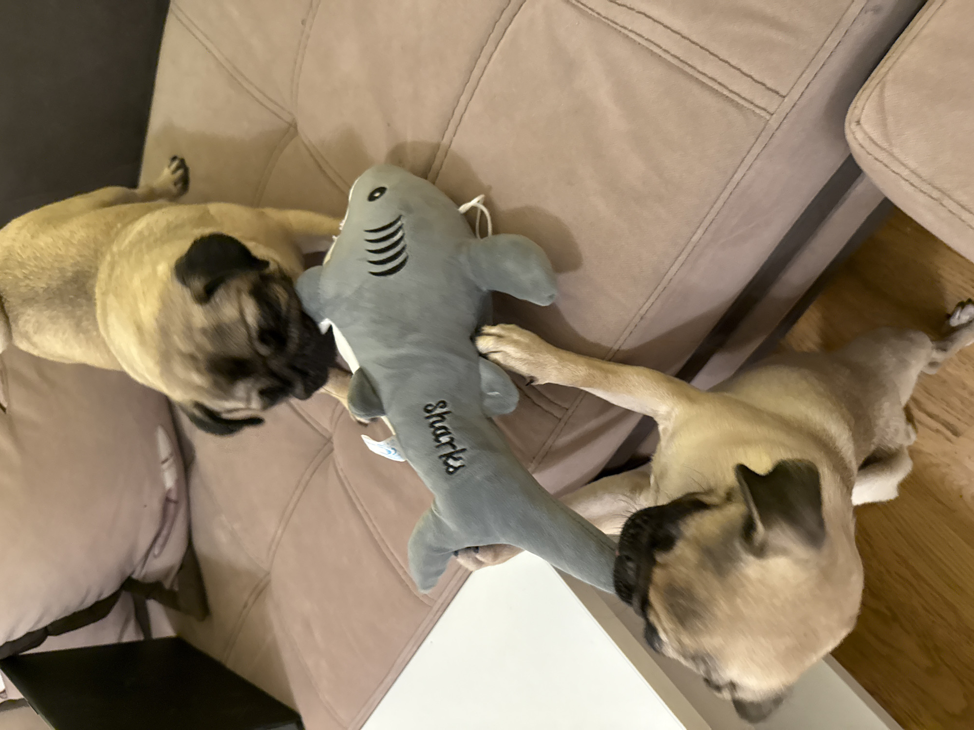Two pugs are playing tug-of-war with a gray stuffed shark toy on a beige couch. One pug is standing on the couch and biting the shark's head, while the other pug is on the floor and biting the shark's tail. The shark toy has "Sharks" written on its side. The couch is in a living room.