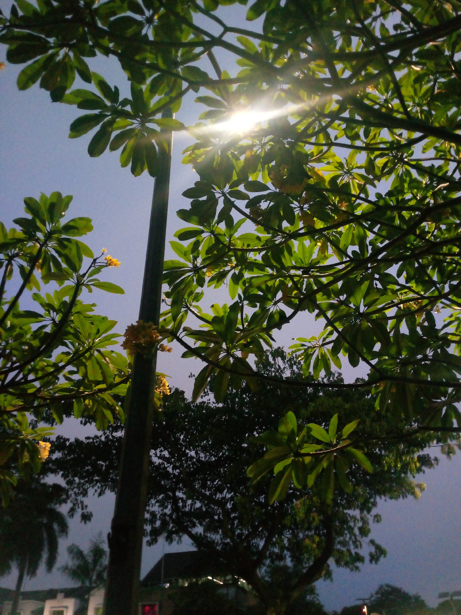 The image captures a low-angle view looking up through the branches of a tree with green leaves and some yellow flowers against a clear blue sky. A light pole runs vertically through the center of the frame, with the sun's rays glinting through the foliage from the upper left. In the background, other trees and some low-rise buildings are visible, suggesting an outdoor setting in an urban or suburban environment. The lighting indicates it is daytime. The scene appears to be located in Cikupa, Indonesia, given the context provided.
