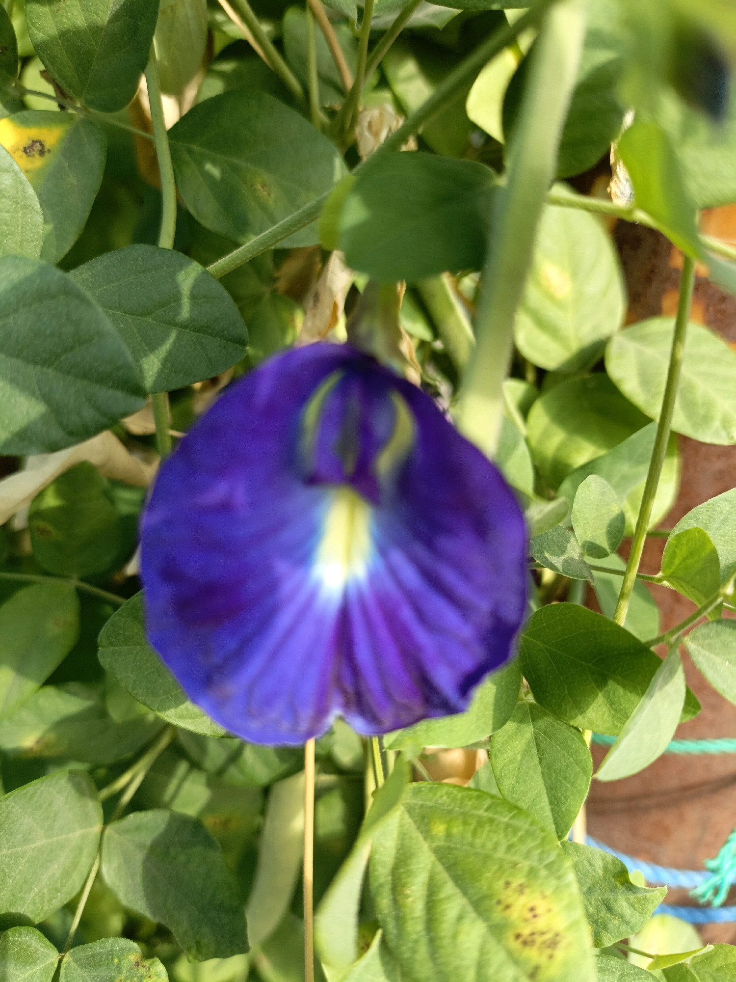 This is a close-up, vertically oriented photograph of a single, vibrant purple butterfly pea flower (Clitoria ternatea) in bloom. The flower is the central subject and is in sharp focus, revealing intricate petal details. The flower is surrounded by a dense cluster of green leaves and stems, which are slightly out of focus, creating a shallow depth of field that highlights the bloom. The lighting suggests it is daytime, with sunlight casting shadows on the leaves. The background is softly blurred, but hints of a brown pot and some blue and green rope are visible, suggesting the plant is potted and perhaps part of a garden or balcony setting. There are no people or animals present in the image. The image does not contain any specific landmarks or indicators to place it within the city of Terang-terang, Indonesia.