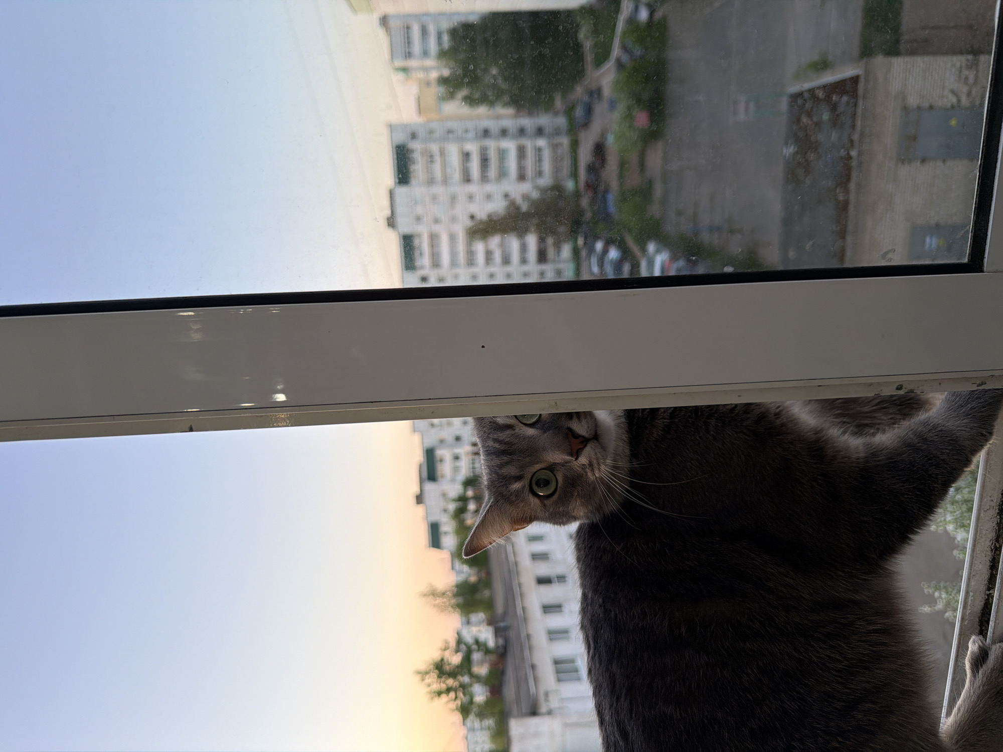 A gray cat peers into the room from a window frame. Its head is visible, along with one paw. The cat has green eyes and gray fur. Outside the window, buildings, trees, and cars are visible, suggesting an urban environment. The sky is a mix of blue and orange, indicative of sunrise or sunset. Based on the architectural style of the buildings in the background and given the request to identify the location, it's most likely a residential area in the city of Chaikovsky, Russia. The scene suggests that the cat is either attempting to enter the room or is looking in curiously.