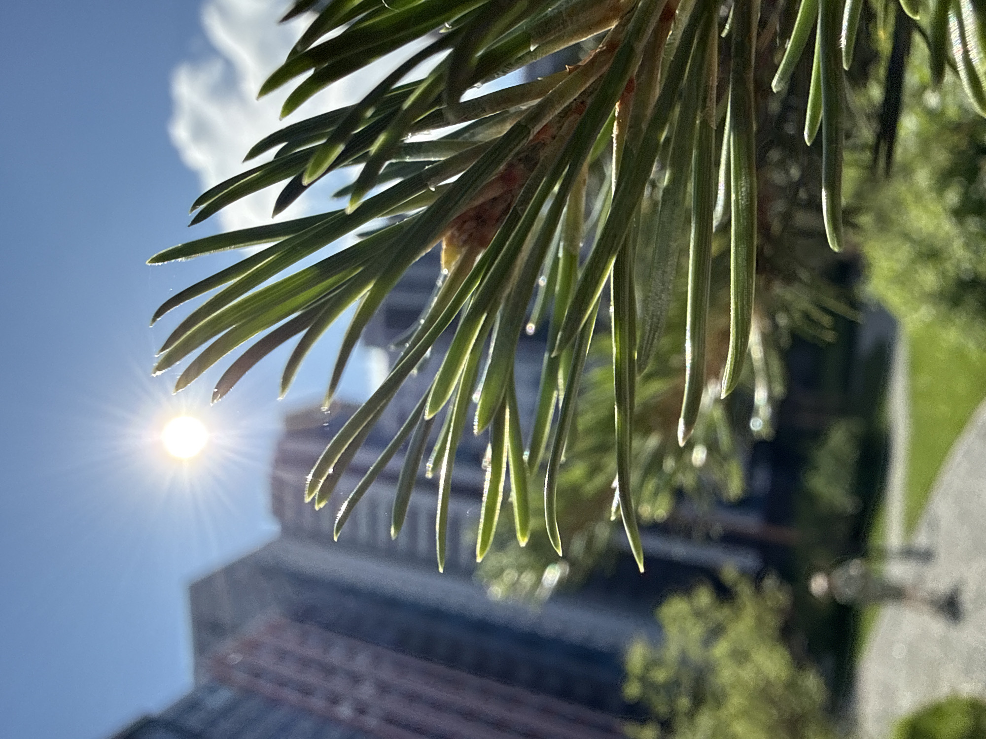 The image captures a close-up view of pine needles in the foreground, with a bright sun visible in the sky. In the background, out of focus, are tall buildings, suggesting an urban environment. A blurred figure of a person walking on a paved path is also discernible, along with green grass and trees, indicating an outdoor setting. The overall scene suggests a sunny day in a city park or a residential area with greenery and high-rise buildings. However, no specific landmarks or details are present to pinpoint the location within the city of Perm, Russia.