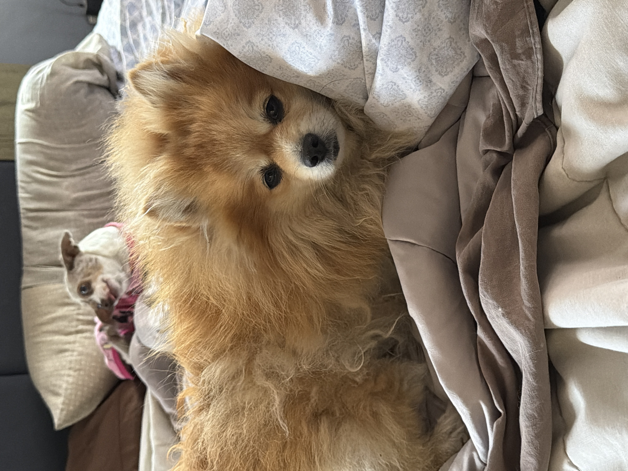 A high-angle shot shows two dogs in a bed. A tan Pomeranian dominates the frame, its head resting on a pillow with a patterned white and grey case. A beige-colored blanket and a silk scarf are draped over the dog's body. To the left, partially obscured by a beige pillow, a second, smaller dog with white and brown mottled fur wears a pink garment. The scene appears to be indoors. The location is not discernible from the image.