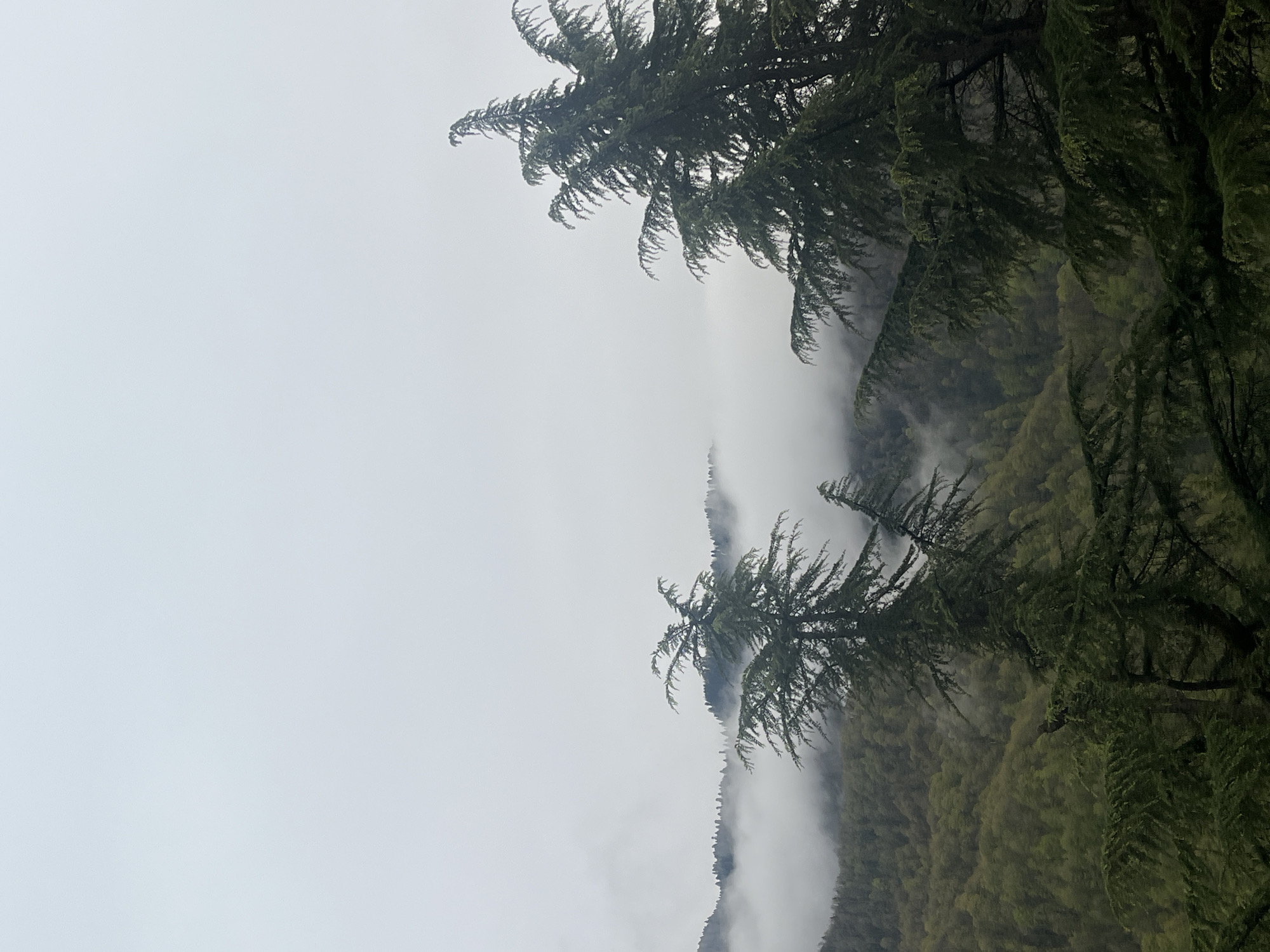 The image shows a landscape view in Unknown, Unknown, featuring a mountain range partially obscured by low-lying fog or mist. Two prominent trees with dense, dark green foliage frame the scene, positioned on the right and at the top of the frame. The sky is overcast, appearing as a uniform gray. The mountain range is covered in trees, exhibiting various shades of green that suggest a dense forest. The fog creates a layered effect, with some areas of the mountains fully obscured and others visible through the haze. There are no people or other discernible objects in the scene.