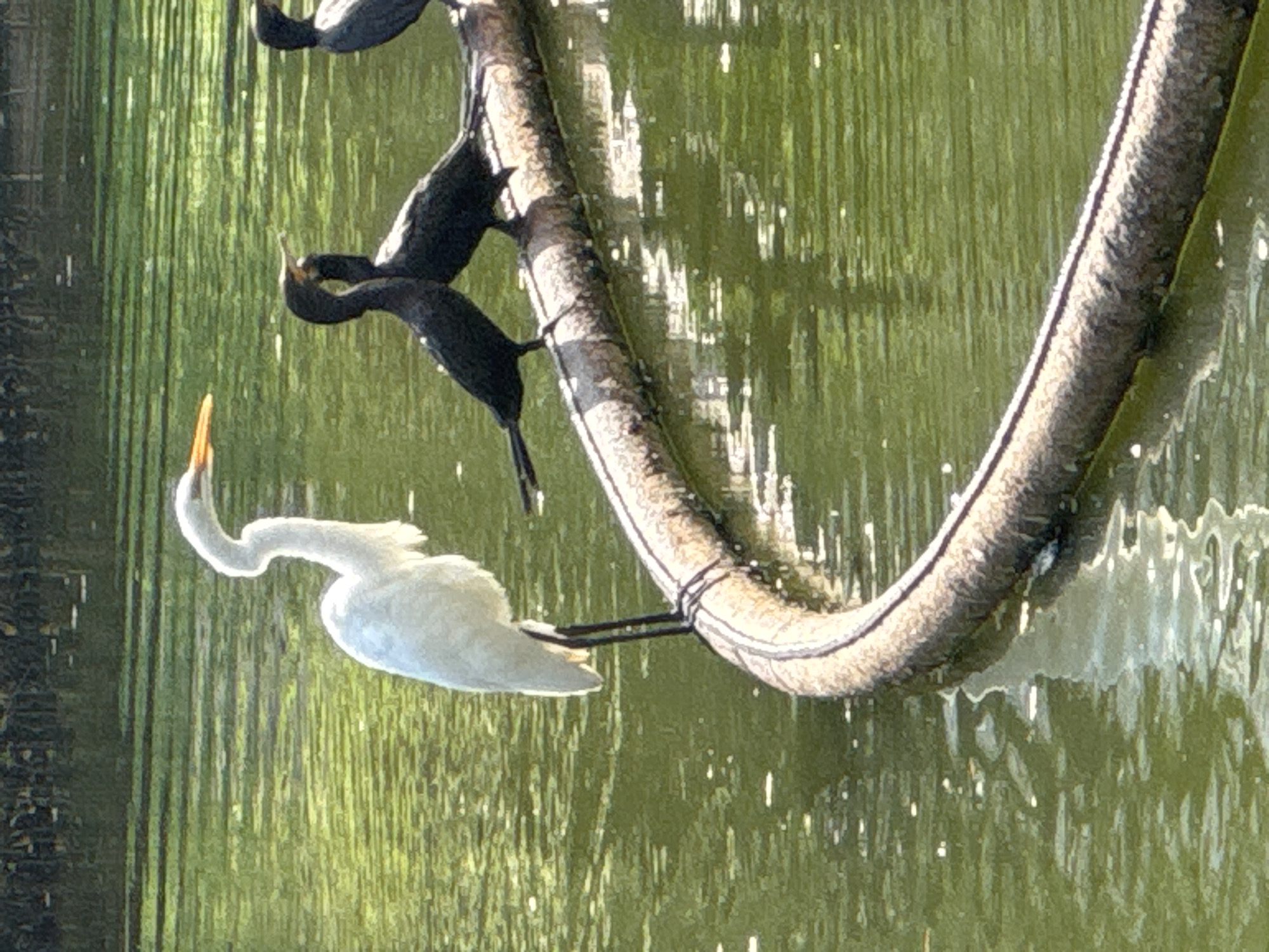 The image captures a serene natural scene, featuring a Great Egret standing on a floating boom in a body of green water. The egret, with its brilliant white plumage and long, slender neck, is positioned on the left side of the boom, facing right. Its beak is a distinctive orange-yellow. To the right of the egret, three dark-colored cormorants are perched on the same boom. The cormorants are close together, with two facing towards the egret and one facing away from the camera. The water's surface is rippled, reflecting the surrounding foliage and sunlight, creating a dappled effect. The boom itself appears to be made of a textured, cylindrical material, possibly a type of barrier or flotation device, and is partially submerged in the water. In the background, dense, dark green foliage creates a natural backdrop. The lighting suggests it is daytime, with sunlight highlighting the egret and parts of the water and boom. This scene is consistent with a natural setting within or adjacent to a park, potentially such as the Parque da Cidade in Niterói, Brazil, known for its green spaces and water features.