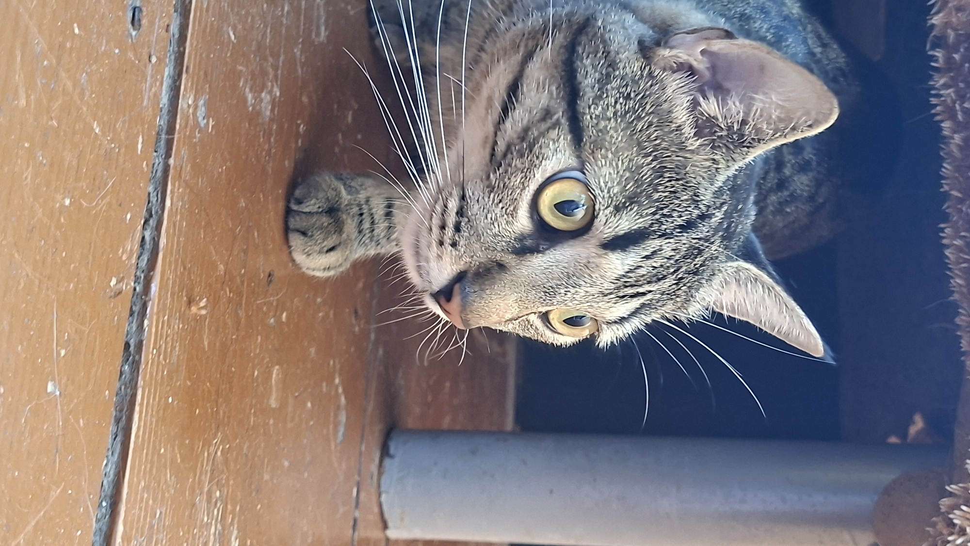 In Забалоцкі сельскі Савет, Belarus, a domestic shorthair cat with tabby markings is crouched on a wooden surface. The cat is facing right, with its head turned to look forward with bright yellow eyes. Its ears are perked, and its whiskers are extended. The cat's body is partially obscured by a dark structure above it, possibly a piece of furniture or an enclosure. To the right of the cat, a cylindrical object, likely a support column, is visible. The wooden surface appears weathered and shows signs of wear. The lighting suggests an outdoor or semi-enclosed environment.