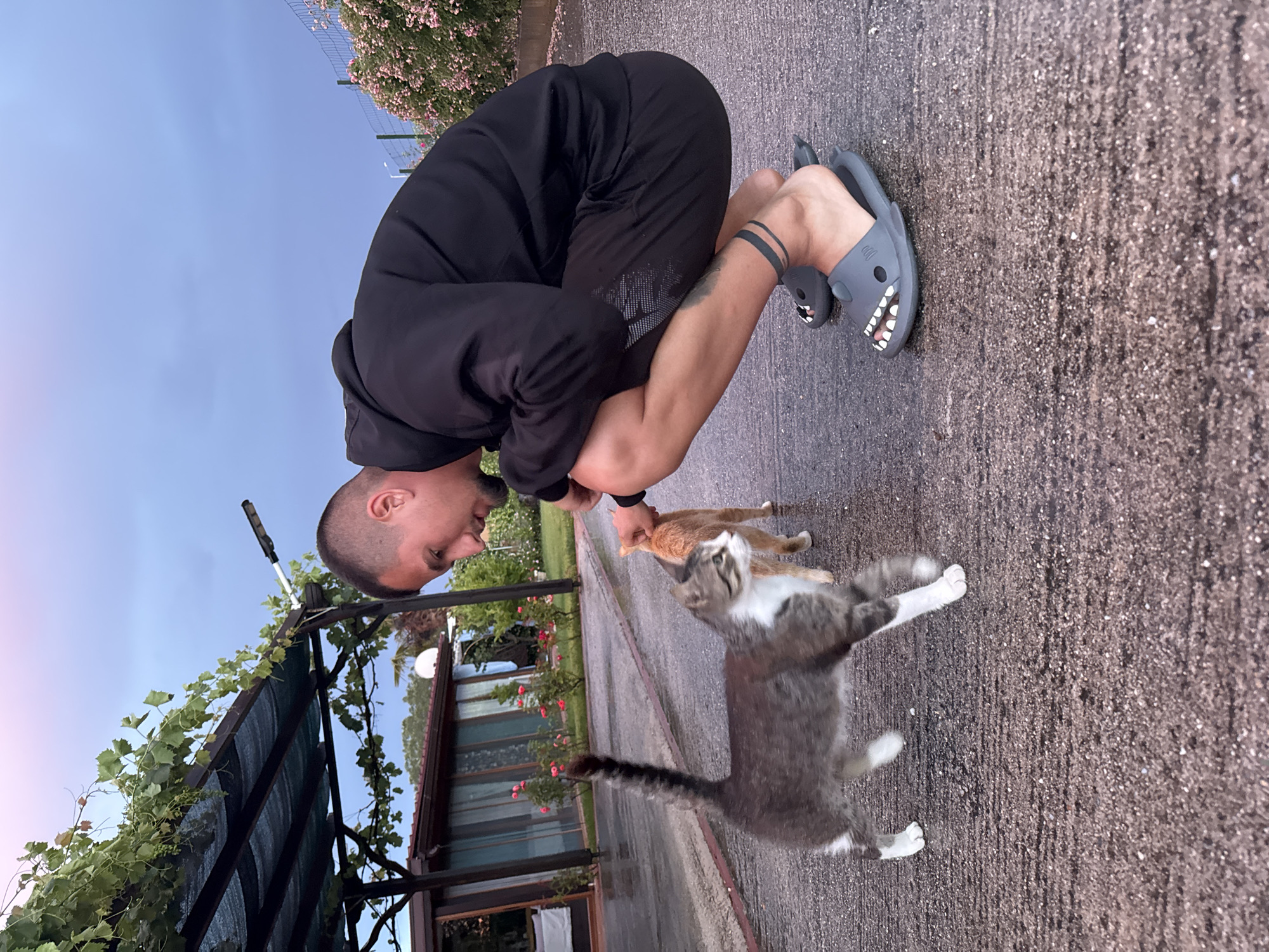 In the city of Unknown, Unknown, a man is seen crouching down to interact with two cats. The man is wearing a black hoodie, black shorts, and grey novelty slides shaped like sharks. He has a tattoo on his left ankle. One cat, a tabby and white feline, is walking away from the camera, and the other, an orange cat, is standing near the man's hand. The scene appears to be outdoors, with a paved surface that looks wet, suggesting recent rain. A building with large windows and a covered patio with vines is visible in the background, along with some pink flowering bushes and a fence. The sky is overcast, with hints of purple and pink in the upper portion.