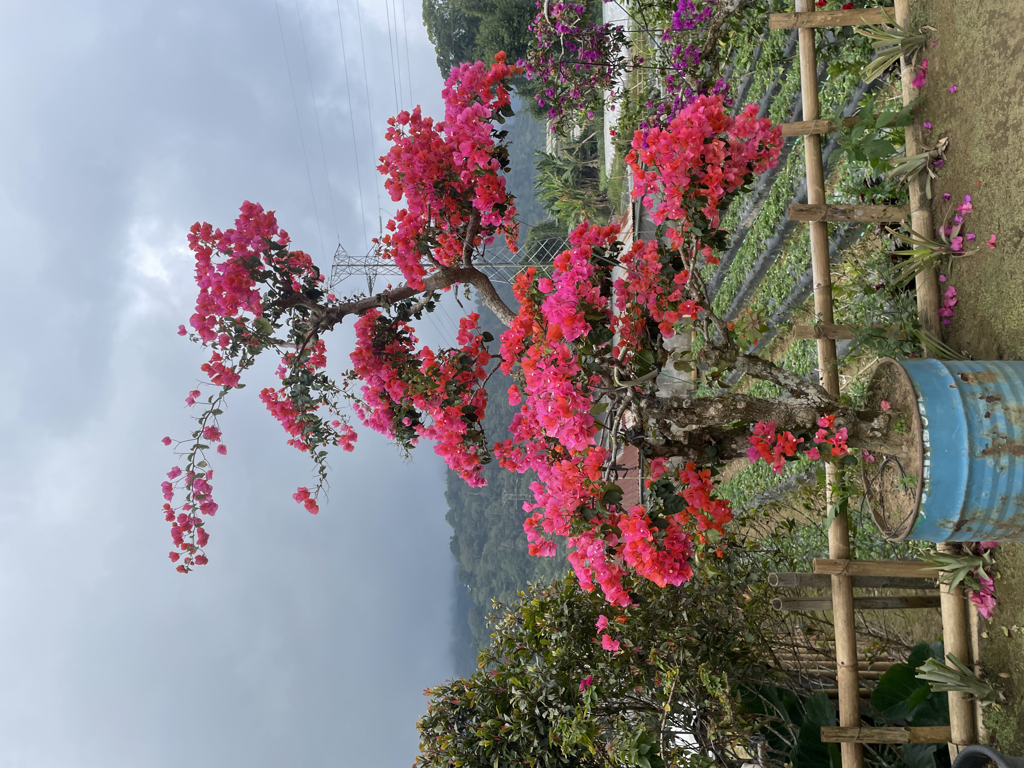 A bonsai-style bougainvillea tree with vibrant pink and red flowers is the central subject of this image, positioned in a blue, rusted metal barrel. The tree is situated in what appears to be a garden or agricultural setting, with rows of crops visible in the background. A bamboo fence runs along the foreground, separating the tree from the cultivated area. Beyond the crops, a lush green hillside covered in trees and foliage rises, disappearing into a cloudy, overcast sky. Power lines and a tall transmission tower are visible against the sky, suggesting proximity to infrastructure. The overall mood is overcast and slightly damp, with fallen pink bougainvillea petals scattered on the ground around the tree. The location is identified as Sukasada, Indonesia.
