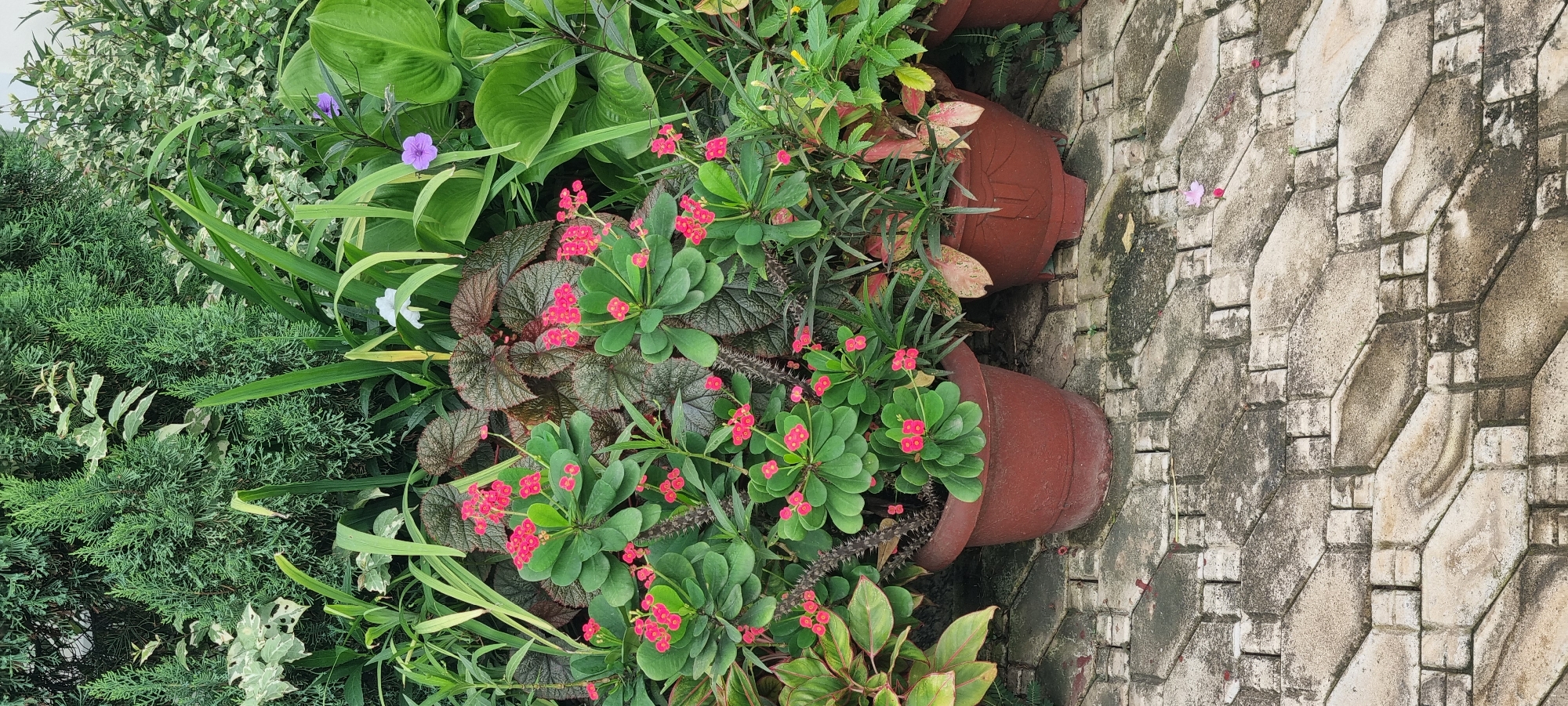 The image depicts a vibrant garden scene, likely in Ijaiye, Nigeria, featuring a lush collection of potted plants arranged on a patterned stone paver pathway. In the foreground, a large, reddish-brown pot contains a thriving Crown of Thorns plant, its green, succulent leaves adorned with clusters of small, bright pink flowers. Thorns are visible on its woody stems. To its right, another similar pot holds a different arrangement of plants with reddish and green foliage.
Behind the Crown of Thorns, a plant with large, dark, textured leaves adds depth and contrast to the scene. Various other plants, including tall, spiky green foliage and plants with variegated leaves, create a dense, layered backdrop. Smaller, delicate purple and white flowers are scattered throughout the garden, adding pops of color against the predominantly green and pink palette. The pathway is constructed from interlocking stone pavers in a repeating geometric pattern, showing signs of weathering and occasional moss growth, suggesting an outdoor environment. The overall impression is one of a well-maintained, colorful, and diverse garden space.