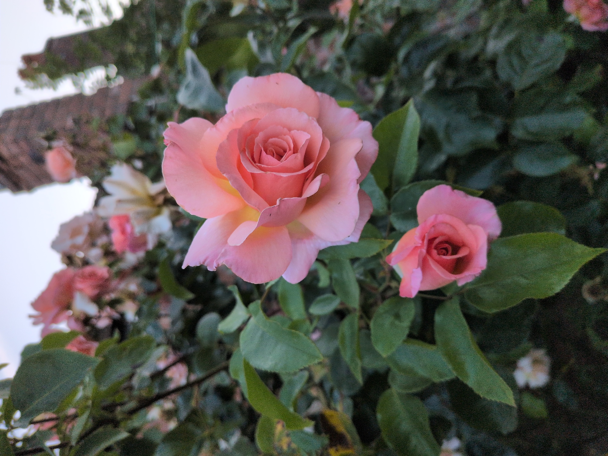 A close-up shot focuses on two pink roses blooming amongst dark green foliage. The larger rose, positioned prominently in the foreground and slightly to the left, displays delicate, layered petals with a soft peach hue towards its center. To its right and slightly behind, a smaller, unopened rosebud echoes the same pink coloration. The background is a blur of green leaves and other out-of-focus pink flowers, suggesting a garden setting. The lighting appears soft, possibly indicating early morning or late afternoon, and the overall atmosphere is serene and natural. A blurred structure, possibly a brick wall, is visible in the upper left corner, adding a subtle hint of the surroundings. No text is visible in the image.