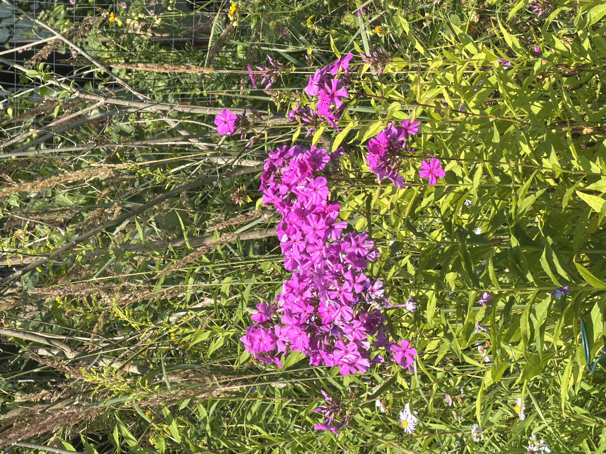 The image shows a close-up of a cluster of bright pink phlox flowers in full bloom, set against a backdrop of lush green foliage and dry, tall grasses. The flowers are the dominant feature, with their vibrant color contrasting with the surrounding natural elements. Some of the phlox blooms are in tight clusters, while others are more spread out on individual stems. There are also hints of smaller white and yellow flowers interspersed among the greenery. The scene suggests a garden or a wild, overgrown patch of land. The lighting indicates it is daytime, likely sunny given the bright colors and shadows. No people or animals are visible. The location in Petukhi, Russia is not visually evident from the image itself.