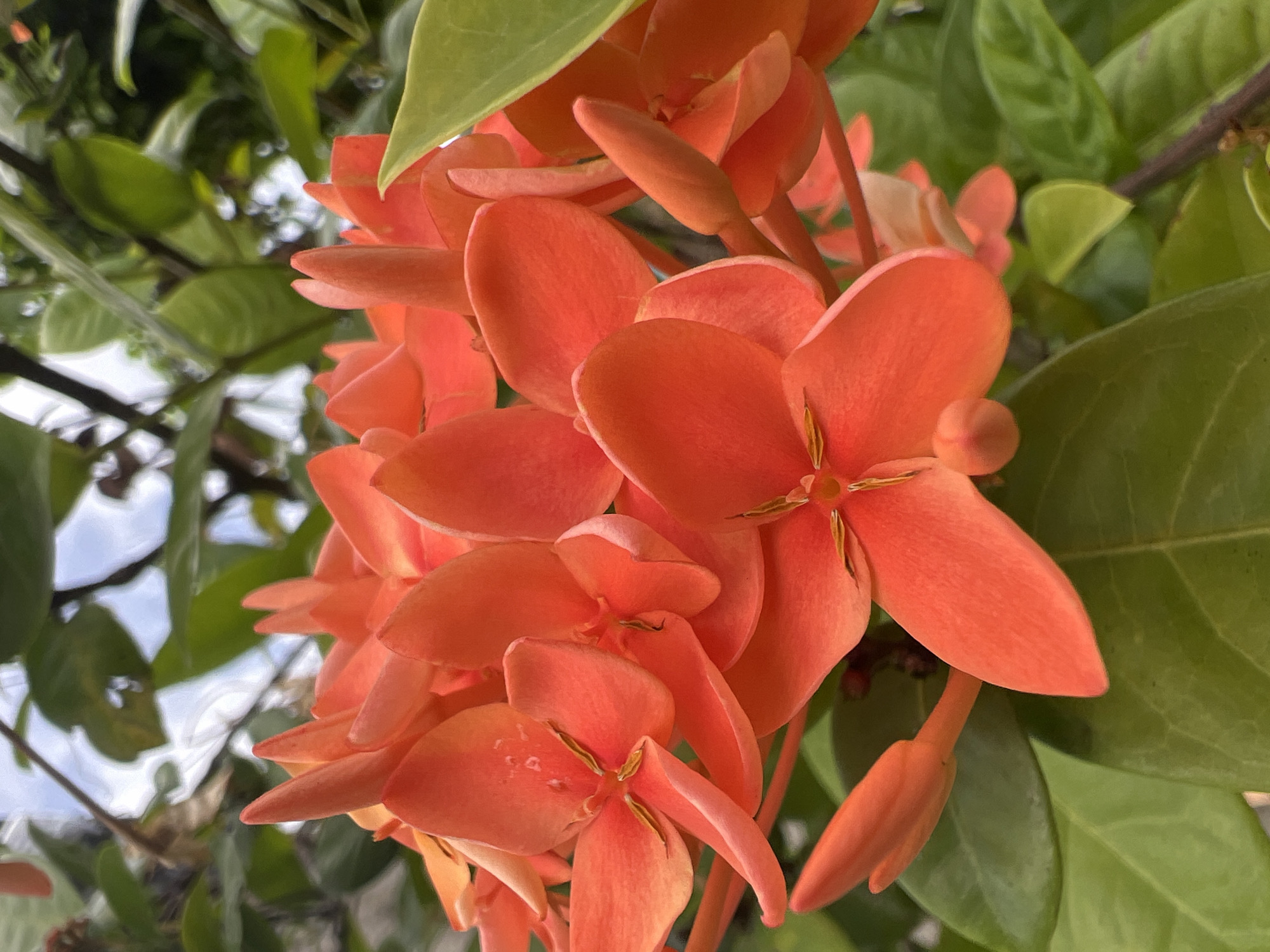 A cluster of vibrant orange Ixora flowers is in full bloom, with several petals, buds, and the characteristic stamen visible. The flowers are set against a backdrop of lush green leaves and branches, with glimpses of a cloudy sky peeking through. The image appears to be taken in an outdoor setting, likely a garden or natural area within Choeng Thale, Thailand. There are no people or animals present in the frame.