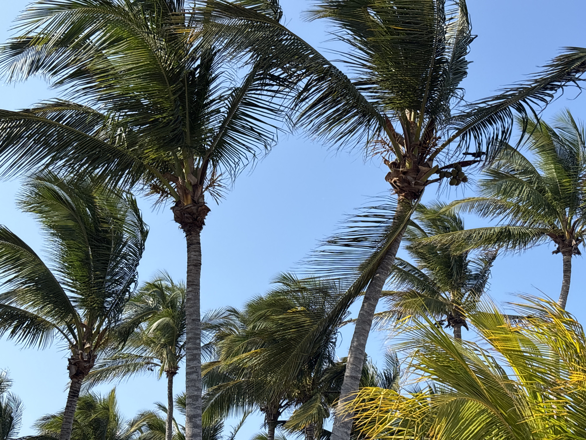 The image depicts a cluster of palm trees against a clear blue sky, likely located in a tropical or subtropical region. The trees are of varying heights and densities of foliage. Some palm trees have a dense canopy of green fronds, while others have fewer, more yellowed fronds. The trunks are gray and textured. Some of the palm trees have coconuts growing near their crowns. The overall impression is a sunny, warm scene with a focus on the natural elements. The location is Unknown, Unknown.