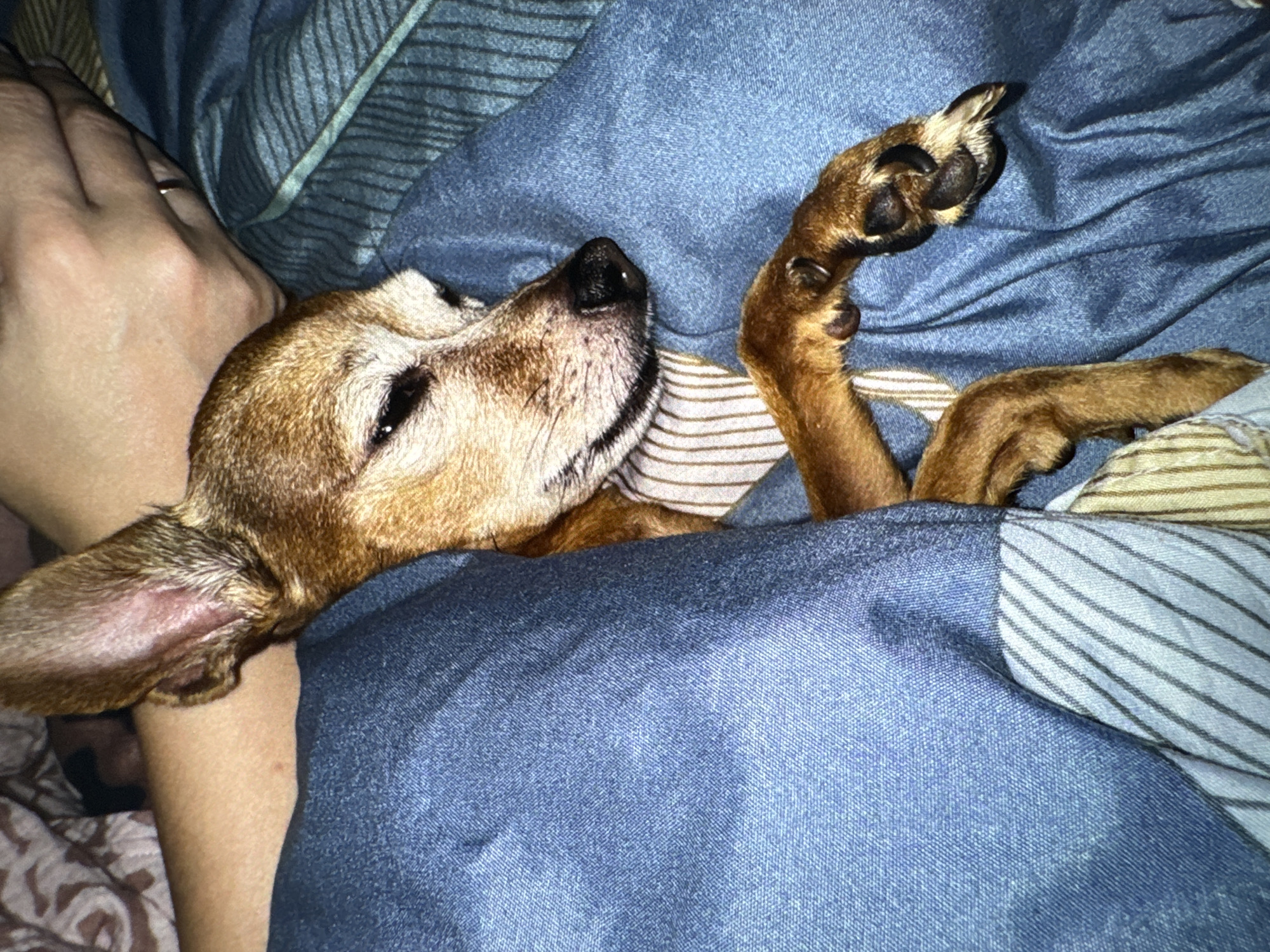 A close-up, indoor, overhead shot shows a small, tan dog with brown ears and graying fur around its muzzle, sleeping comfortably under a blue blanket. The dog is nestled into what appears to be a person's arm and leg, with a human hand gently resting near its head. The blanket is tucked around the dog, covering most of its body, leaving only its head and one paw visible. The paw is extended outwards, with sharp black claws. The bedding beneath the blanket has a striped pattern. The lighting is dim, creating a soft and intimate atmosphere.