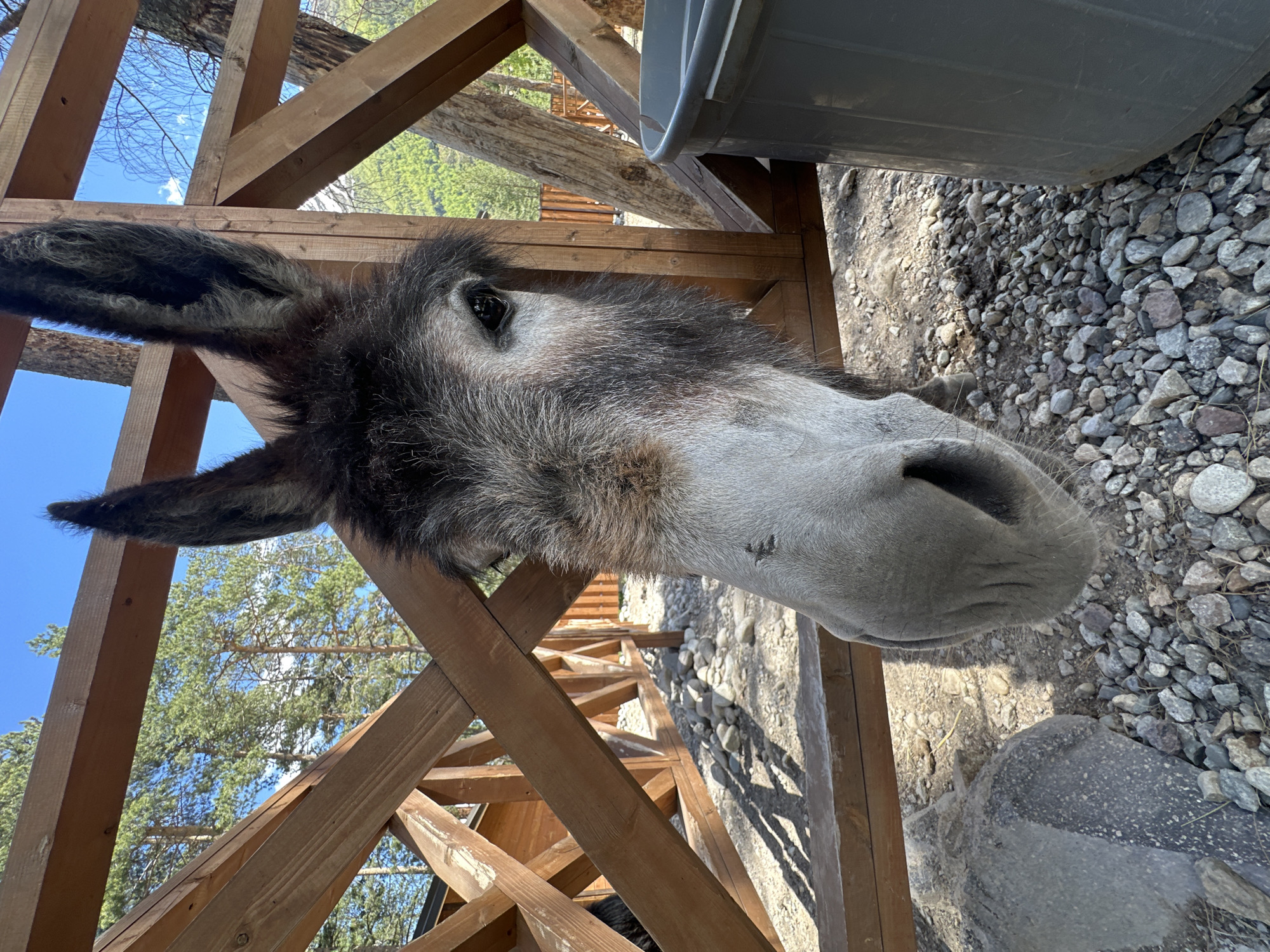 An eye-level medium shot captures a close-up of a donkey's face as it peeks through a wooden fence. The donkey has dark, shaggy fur around its ears and forehead, with lighter gray fur on its muzzle and cheeks. Its large, dark eyes are visible, and its nose is pointed towards the camera. The fence, made of rough-hewn wooden planks and posts, forms a diagonal line across the frame. Behind the fence, the ground is covered in small, gray stones and gravel. In the background, tall pine trees with green needles reach towards a bright blue sky with a few wispy white clouds. The scene appears to be outdoors in a rural or park-like setting. The image was taken in the city of Terskol, Russia.