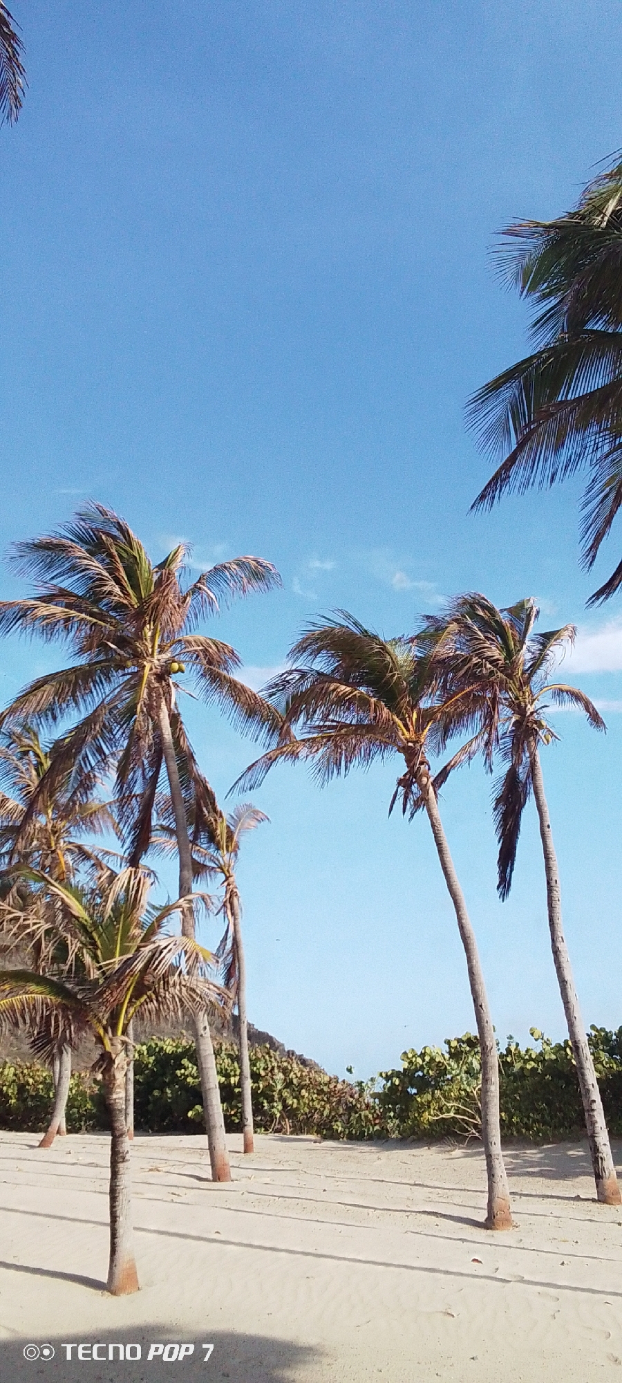 The image shows a beach scene under a clear blue sky with a few wispy clouds. Several palm trees with mature coconuts are present. The sand is light-colored, and there is vegetation on a low hill in the background. The location is Pedro González, Venezuela. The camera used was a TECNO POP 7.