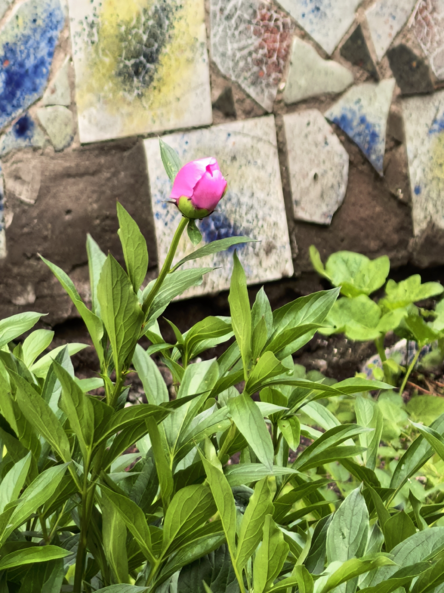 The image displays a close-up of a single, vibrant pink peony bud set against a distinctive mosaic wall. The bud, still tightly closed and fuchsia-colored, rests on a green stem, emerging from a dense bed of lush green foliage. The leaves surrounding the bud are broad, elongated, and show visible veins, indicating healthy plant growth.
The background features a mosaic wall composed of irregularly shaped ceramic or tile pieces. These pieces vary in color, predominantly white or light-toned, with noticeable splashes and patterns of blue, yellow, and a muted reddish-brown. The underlying wall material appears to be dark brown or grey brickwork.
Beneath the main peony plant, additional green vegetation with smaller, rounder leaves is visible, suggesting a garden environment. The lighting is natural and even, typical of daytime, illuminating the fresh greens and the bright pink of the bud. There are no people, animals, or visible text in the frame. The scene evokes a sense of natural beauty and the anticipation of a flower blooming.
