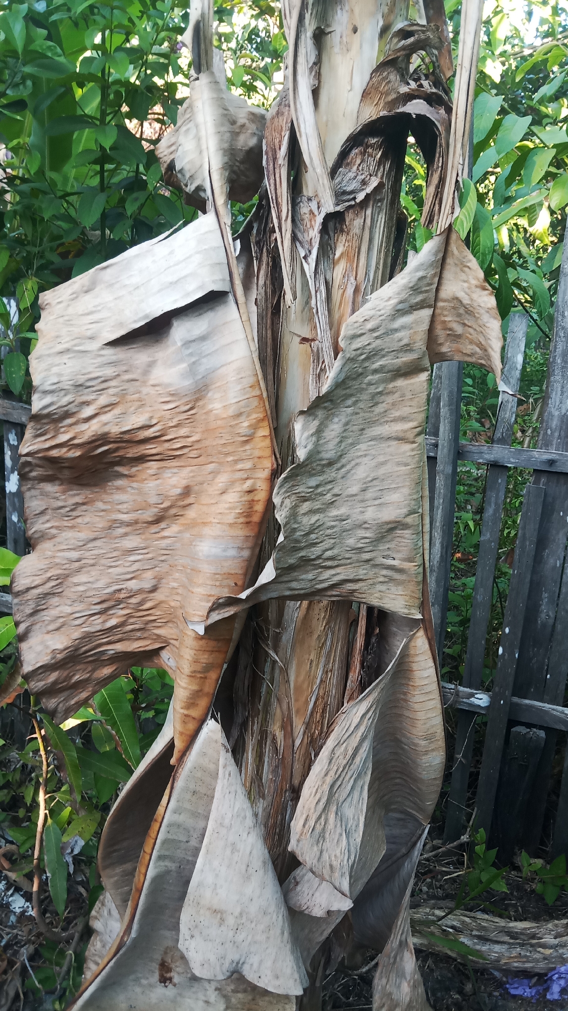The image shows a close-up of a dried banana tree trunk covered in large, brown, decaying leaves. The trunk is rough and fibrous, with the dried leaves forming a protective sheath around it. In the background, lush green foliage is visible, suggesting a tropical or subtropical environment. A weathered wooden fence runs along the right side of the frame, adding to the rustic scene. The overall impression is one of natural decay and the cycle of life in an outdoor setting, possibly in a garden or backyard in Sungai Sipai, Indonesia. There are no people or animals present in the image.