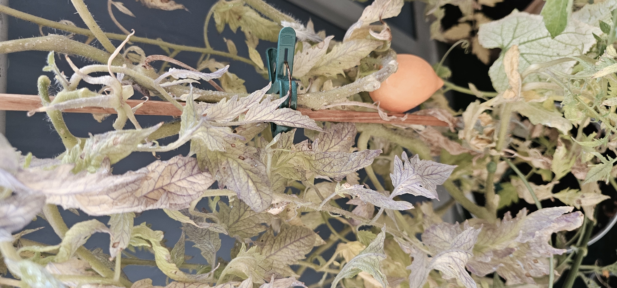 The image shows a close-up of a tomato plant with a single ripe orange tomato. The plant's leaves are withered and have a purplish hue, suggesting potential stress or disease. A wooden stake supports the plant, and a green plastic clip is attached to one of the stems. The background is dark and indistinct, possibly an outdoor setting in Dresden, Germany. There are no people visible in the image, and no action is taking place. The overall impression is of a plant that is past its prime, though still bearing fruit.