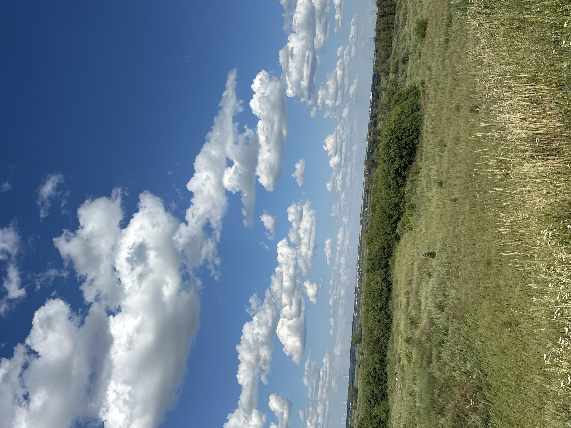 This is a wide-angle landscape photograph taken from a slightly elevated position, looking out over a vast, grassy field under a bright blue sky with scattered white, puffy clouds. The foreground is dominated by tall, dry grasses and a few small white wildflowers. In the mid-ground, the terrain slopes gently upwards, covered in lush green grass and scattered bushes. A dense line of green trees forms a natural barrier across the middle distance, behind which a settlement or town is visible, with low-lying buildings and some structures that appear to be wind turbines further in the distance to the left. The horizon is lined with more trees and greenery. The overall impression is one of a rural or semi-rural environment on a clear, sunny day.
The location is identified as being in the city of Kostanay, Kazakhstan.