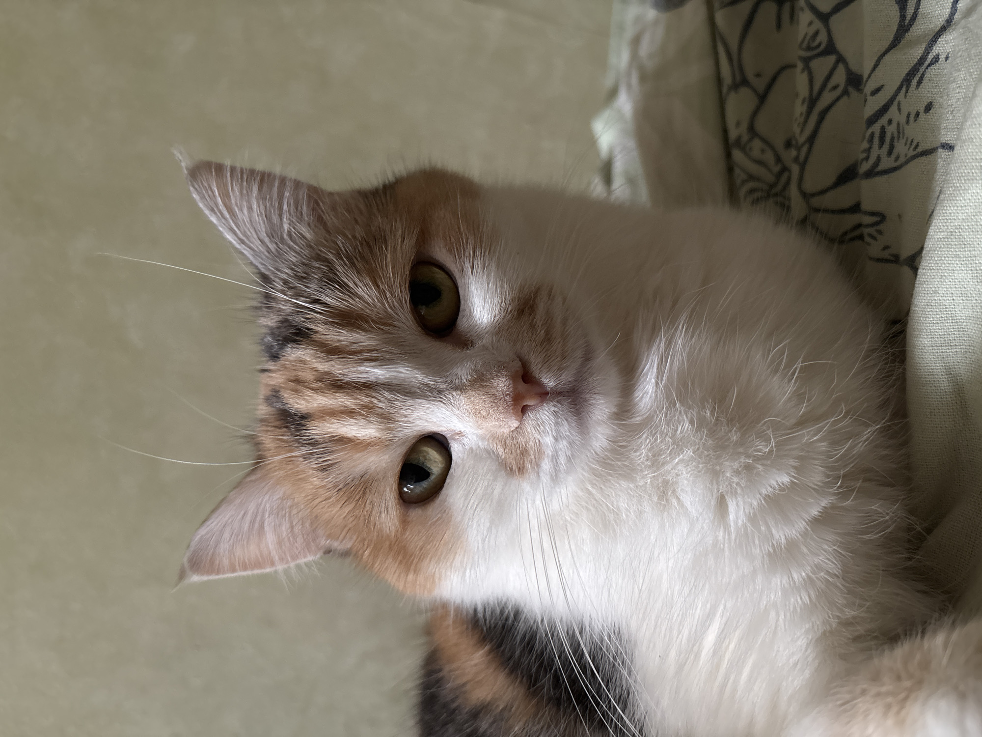 A calico cat with green eyes is lying down, looking at the camera with its head tilted. The cat has white, orange, and black fur. It appears to be resting on or near a patterned fabric or bedding. The background is a light, neutral color. The location in Izhevsk, Russia is not evident from the image.
