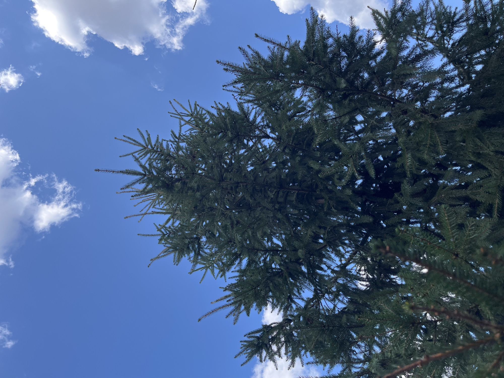 An upward-angle, full-shot photograph captures the dense, dark green foliage of a spruce tree against a vibrant blue sky dotted with white, fluffy clouds. The tree's branches and needles are sharply in focus, creating a textured pattern that fills the majority of the frame. Sunlight filters through the branches, creating subtle variations in shadow and light within the tree's canopy. The sky serves as a bright, clear backdrop, with the clouds positioned towards the top right and upper left corners of the image. The scene appears to be outdoors, with no signs of human presence or activity. The location is identified as Fedorovka, Russia.