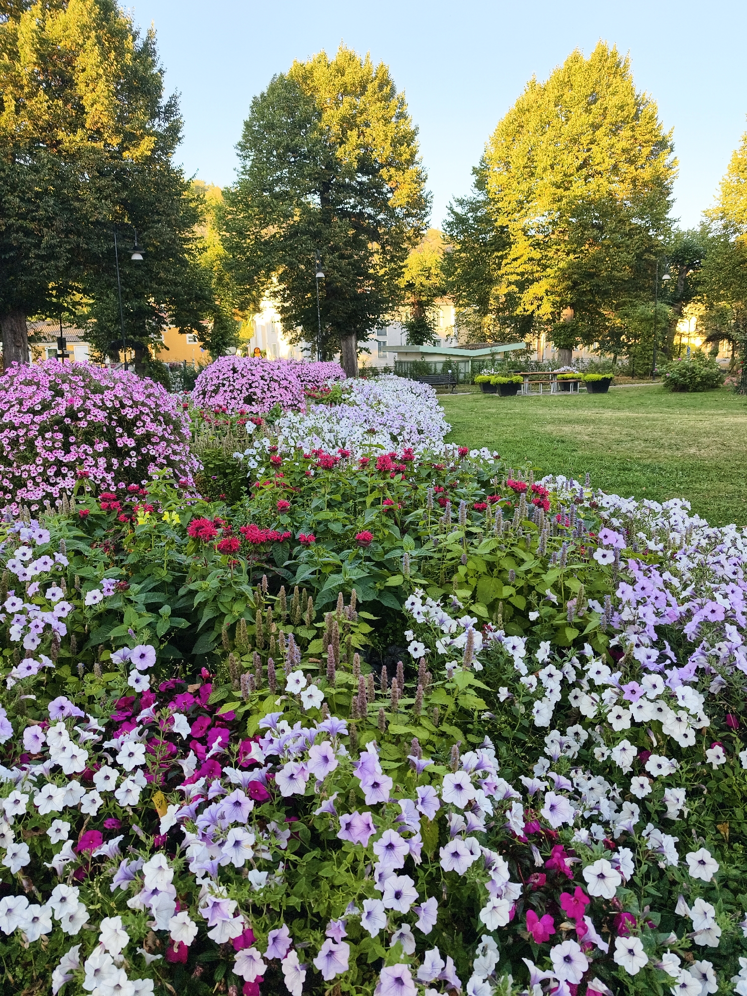 This image depicts a vibrant flower bed in a park-like setting. The foreground is dominated by a profusion of flowers in various shades of pink, purple, and white, with some red accents. Among the blossoms, tall, slender, purple-spiked plants are interspersed. Behind the flower bed, several large trees with lush green foliage stand tall, their leaves catching the warm, golden light of what appears to be late afternoon or early morning. In the background, buildings and a grassy area with a picnic table and benches are visible. The sky is a clear, pale blue. The scene is serene and picturesque, suggesting a well-maintained public space. The location is identified as Söderköping, Sweden.
