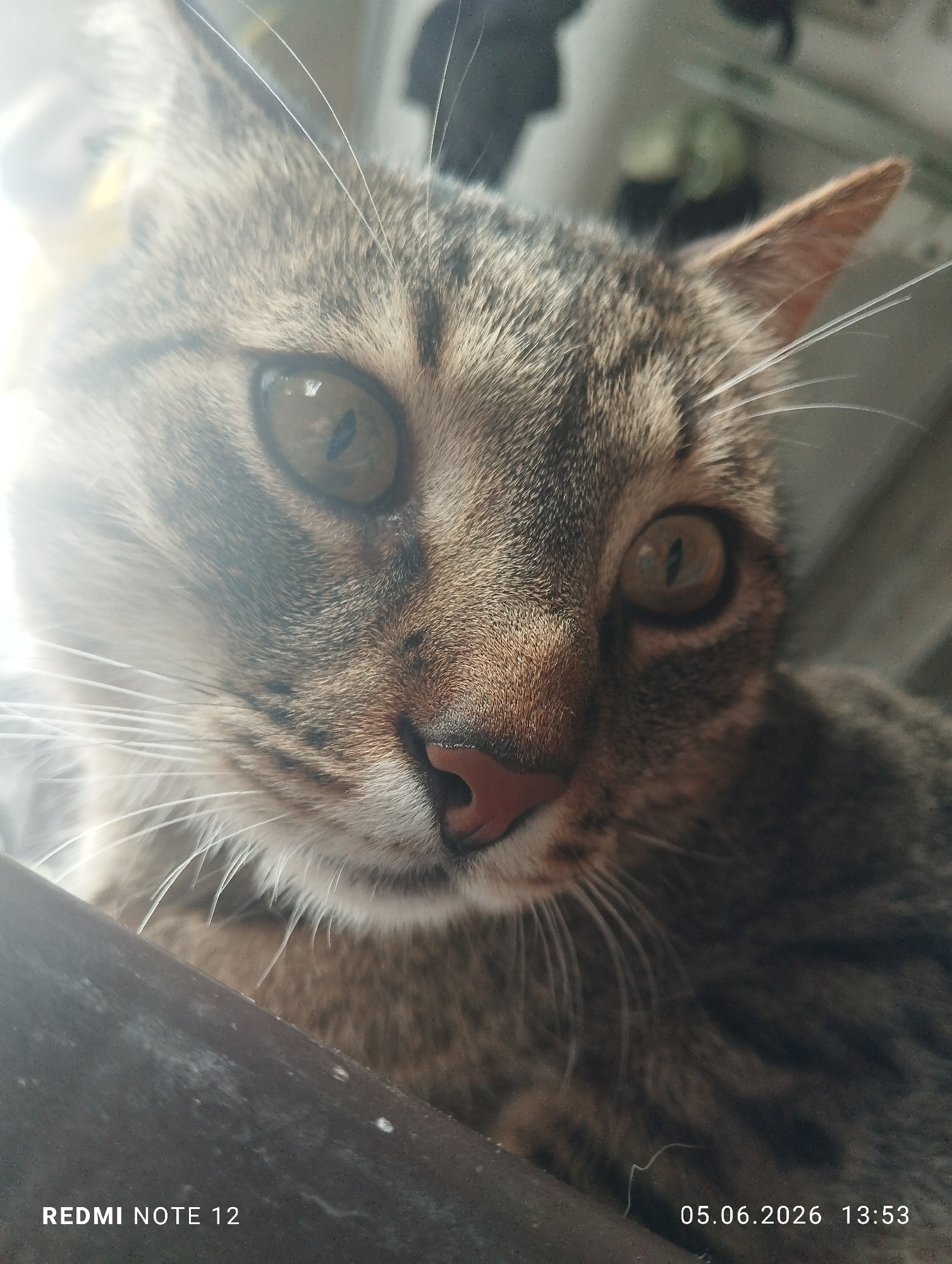 The close-up image, captured in Burgas, Bulgaria, features a domestic tabby cat. The cat's face, characterized by brown, black, and grey striped fur, dominates the frame, looking directly towards the viewer with an attentive and curious expression. Its prominent eyes are a striking amber-yellow with distinct vertical pupils. A pinkish-brown nose and numerous long, white whiskers are clearly visible.
A strong, bright light source originates from the left side, causing a significant glare that illuminates the left half of the cat's face and creates a bright haze in the blurred background. The rest of the image is more softly lit, showing variations in shadow and light on the fur. The background details are indistinct but suggest an indoor setting, possibly a room with a window. In the immediate foreground, a dark, textured surface, likely a piece of furniture or a ledge, is partially visible, over which the cat appears to be looking or resting.
No specific activity is taking place other than the cat's direct gaze. The time of day, indicated by the timestamp "13:53", is 1:53 PM.
Visible text overlays include "REDMI NOTE 12" in the bottom left corner, identifying the camera device. The bottom right corner displays the date and time as "05.06.2026 13:53".