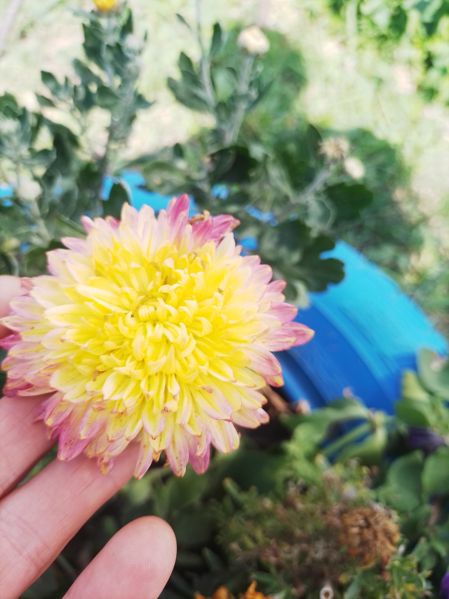 A close-up, slightly blurred, vertical outdoor shot features a person's hand gently holding a vibrant chrysanthemum flower. The flower's petals are a gradient of bright yellow in the center, fading to soft pink at the tips. In the background, out-of-focus green foliage and a bright blue object, possibly a planter or piece of garden equipment, are visible. The lighting suggests it is daytime. This scene is located in Romodan, Ukraine.