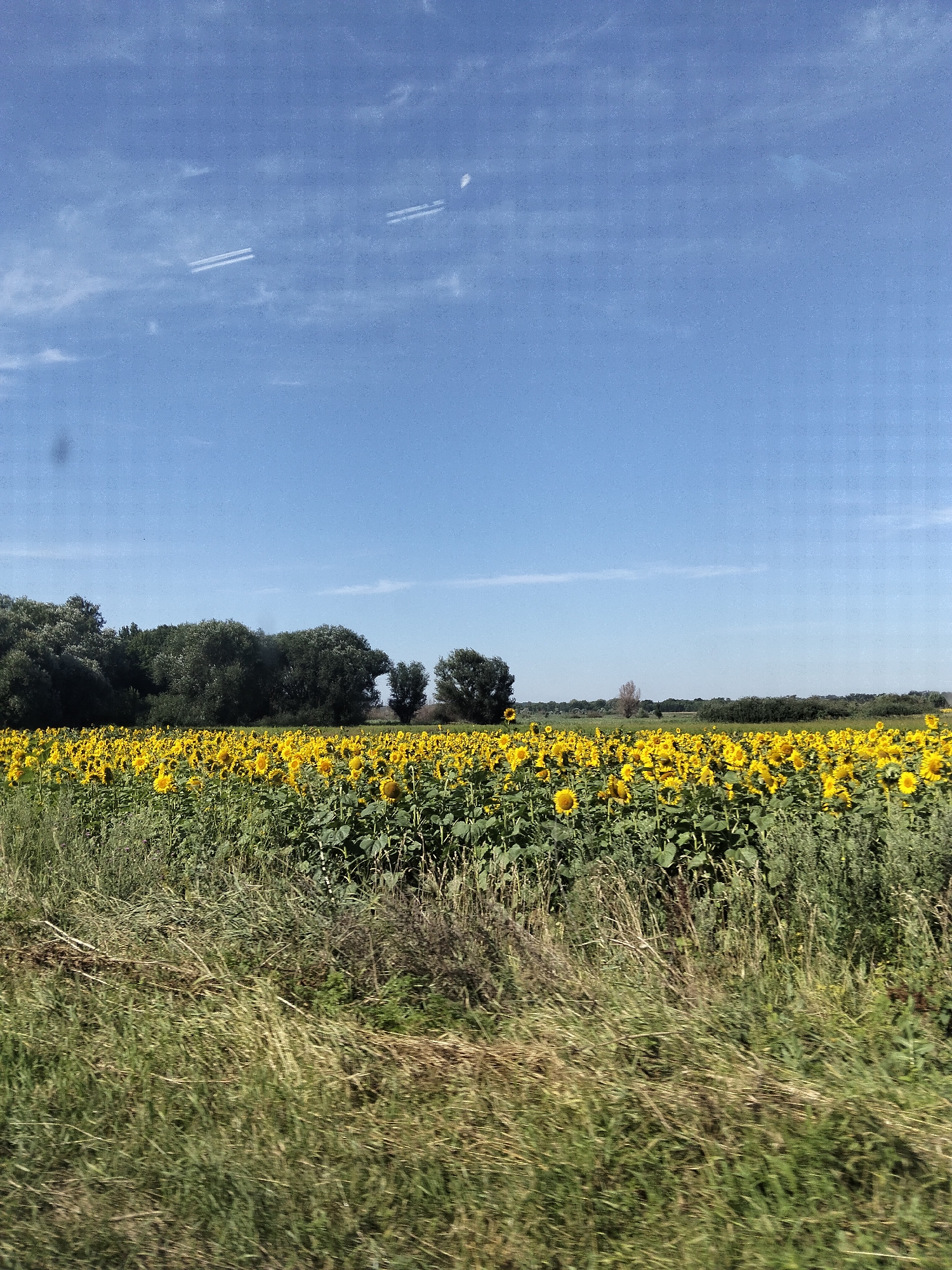 This is a horizontal, eye-level, full-shot photograph of a vibrant field of sunflowers stretching towards a distant line of trees under a clear blue sky. The sunflowers are in full bloom, with their distinctive yellow petals and dark centers, creating a dense, golden carpet that occupies the majority of the frame. The foreground is filled with dry, light-brown grass and vegetation, suggesting a summer landscape. The background features a dense, dark green treeline, with varying heights and textures, creating a natural border between the field and the sky. Two faint white contrails are visible high in the sky, indicating the presence of aircraft. The image appears to have been taken from a moving vehicle due to motion blur in the foreground vegetation. The scene is indicative of rural agriculture, specifically sunflower cultivation, and its presence in Myrhorod, Ukraine, suggests a common agricultural practice in the region.