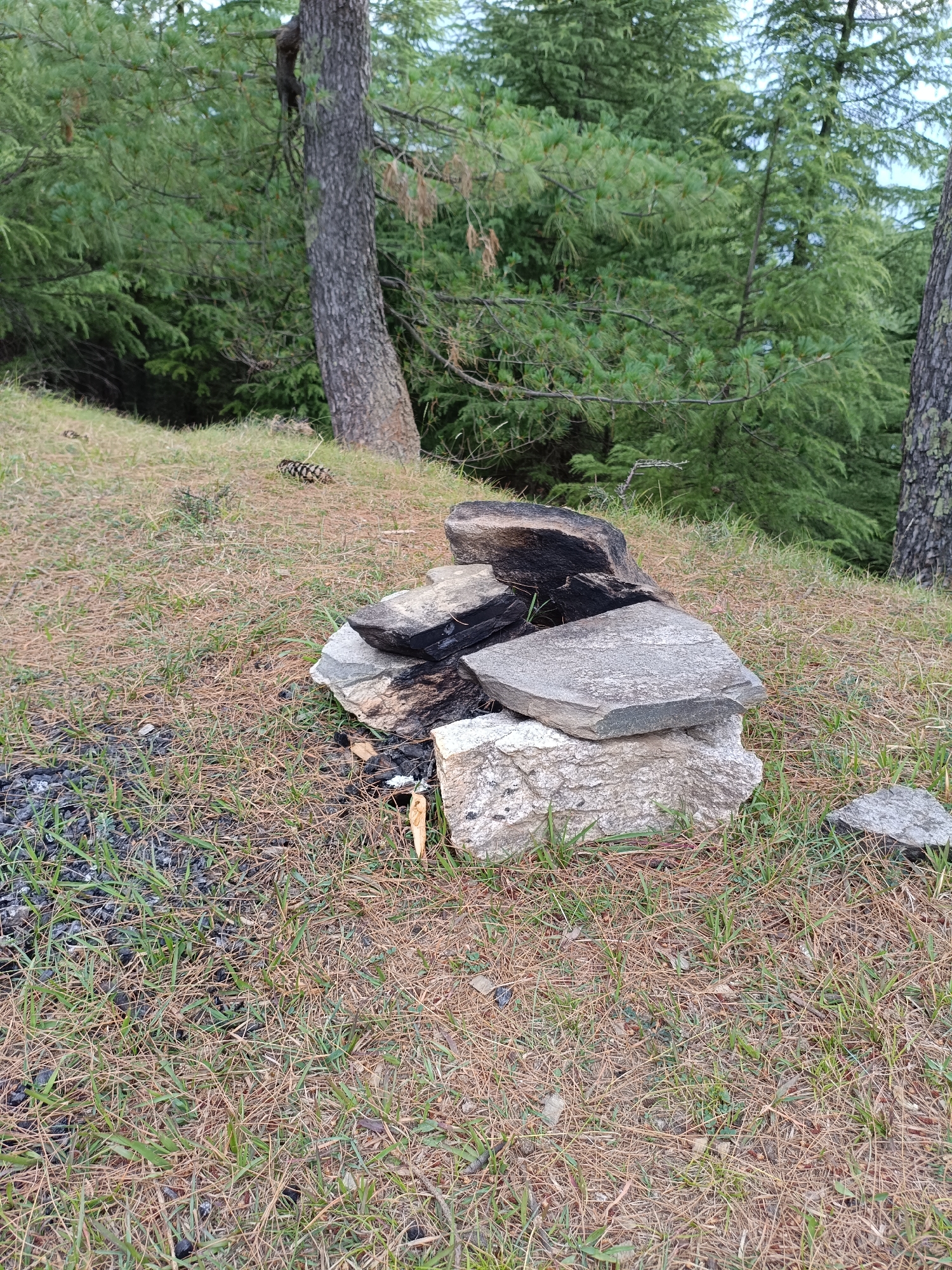 A campfire pit made of stones and burnt wood is in the foreground of the image, with a grassy area scattered with pine needles surrounding it. A large tree trunk stands to the right of the pit, and behind it, a dense forest of pine trees fills the background. The scene appears to be set in a natural, outdoor environment, likely a forest or mountainous region, given the pine trees and the rough terrain. The lighting suggests it is daytime, possibly late afternoon due to the soft illumination and shadows. There are no people visible in the image, and the campfire pit appears to be old and unused, with ashes and charred wood suggesting it was used previously. The overall mood is one of solitude and natural beauty. The location is identified as Chhaki, India.
