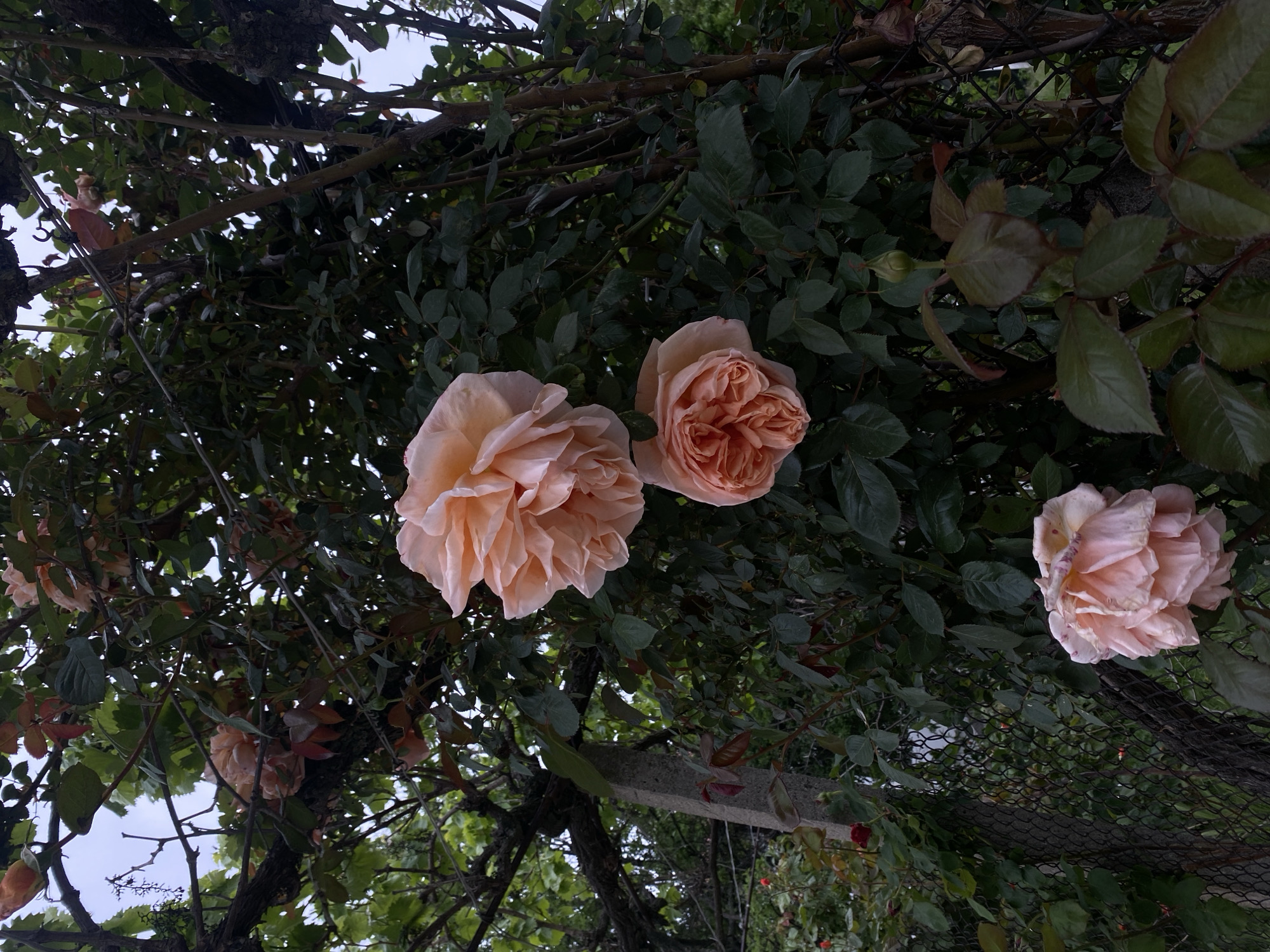 The image depicts three light pink roses amongst green foliage and thorny branches, likely a rose bush. The flowers are in various stages of bloom, with one fully open, another partially open, and the third showing signs of aging. A section of a chain-link fence is visible on the right side of the frame. The location may be Blagoevgrad, Bulgaria.