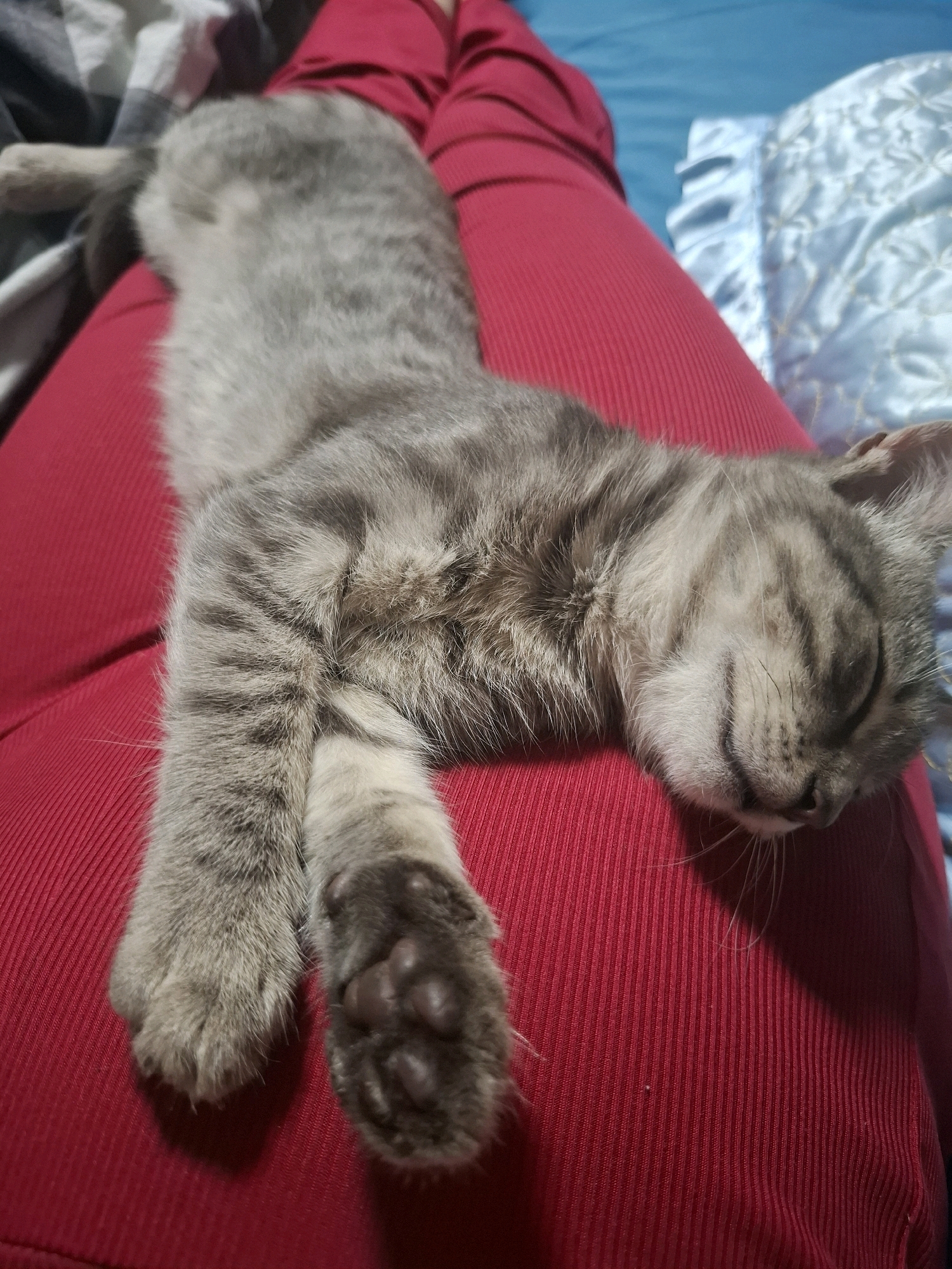 A grey tabby kitten is sleeping soundly on a person's lap. The kitten is lying on its side, with its eyes closed and its paws relaxed. The person's lap is covered with a red, ribbed fabric. In the background, a blue blanket and a white patterned sheet are visible, suggesting a bedroom or living room setting. The image appears to be taken indoors. This scene could be located in Dubăsarii Vechi, Moldova, or any other location.